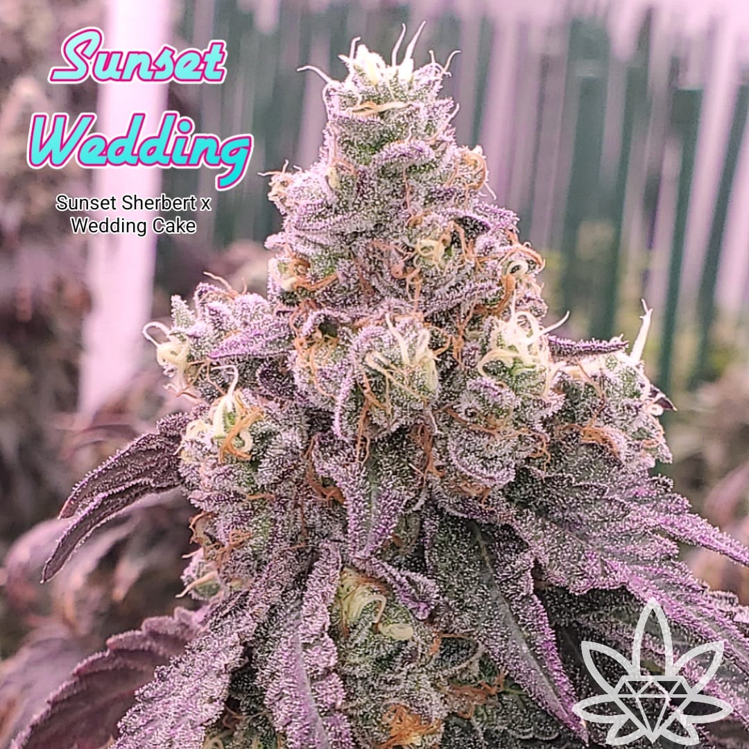 Sunset Wedding [.5g]