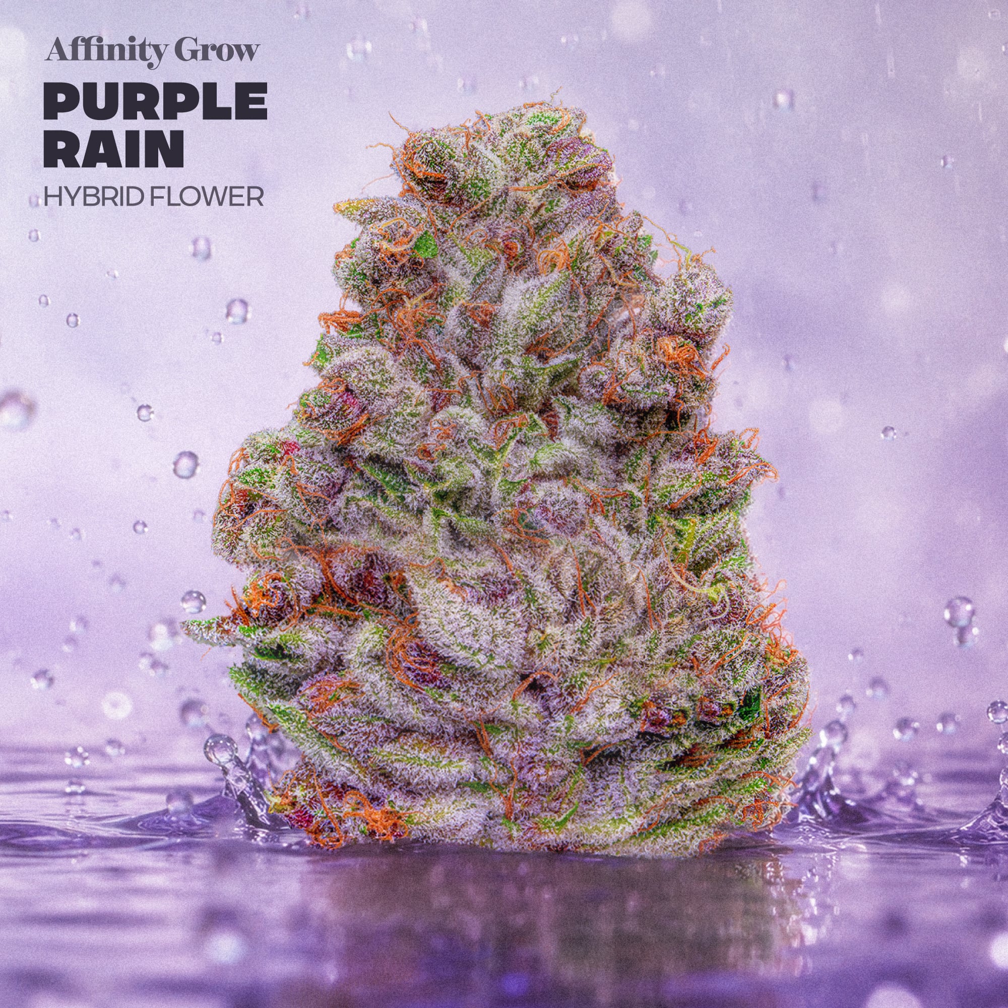 Purple Rain Flower T23.63% H 01108