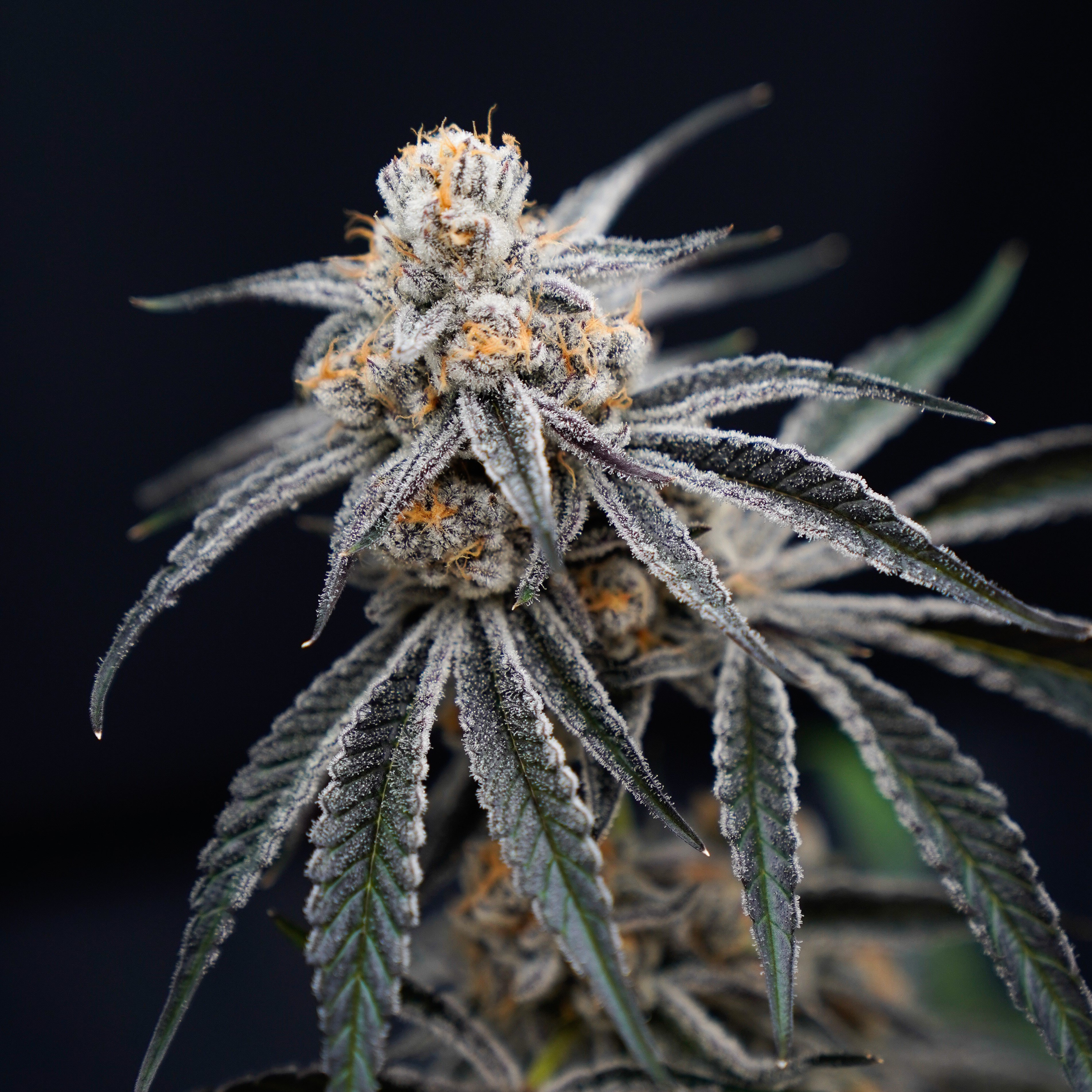 Chimera Breath