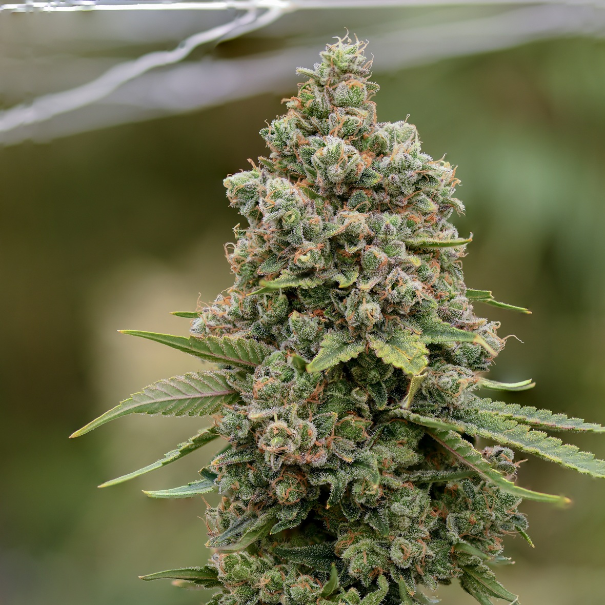 Shop Stinky Cheese | The Dispensary - Fulton (MED) Fulton, IL