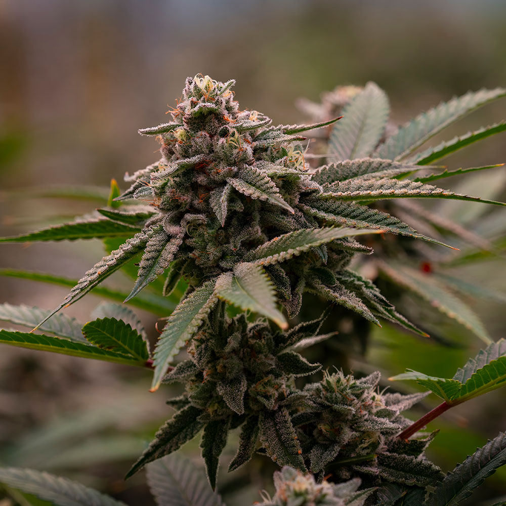 CBD×10 10 G's | Daybreak Cannabis