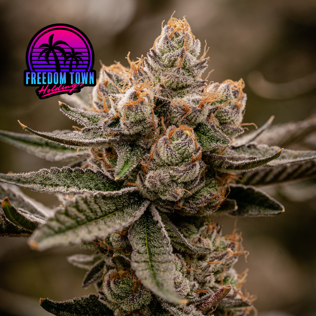 Shop FTH - Lemon Pastries | FLUENT - Coral Springs Dispensary