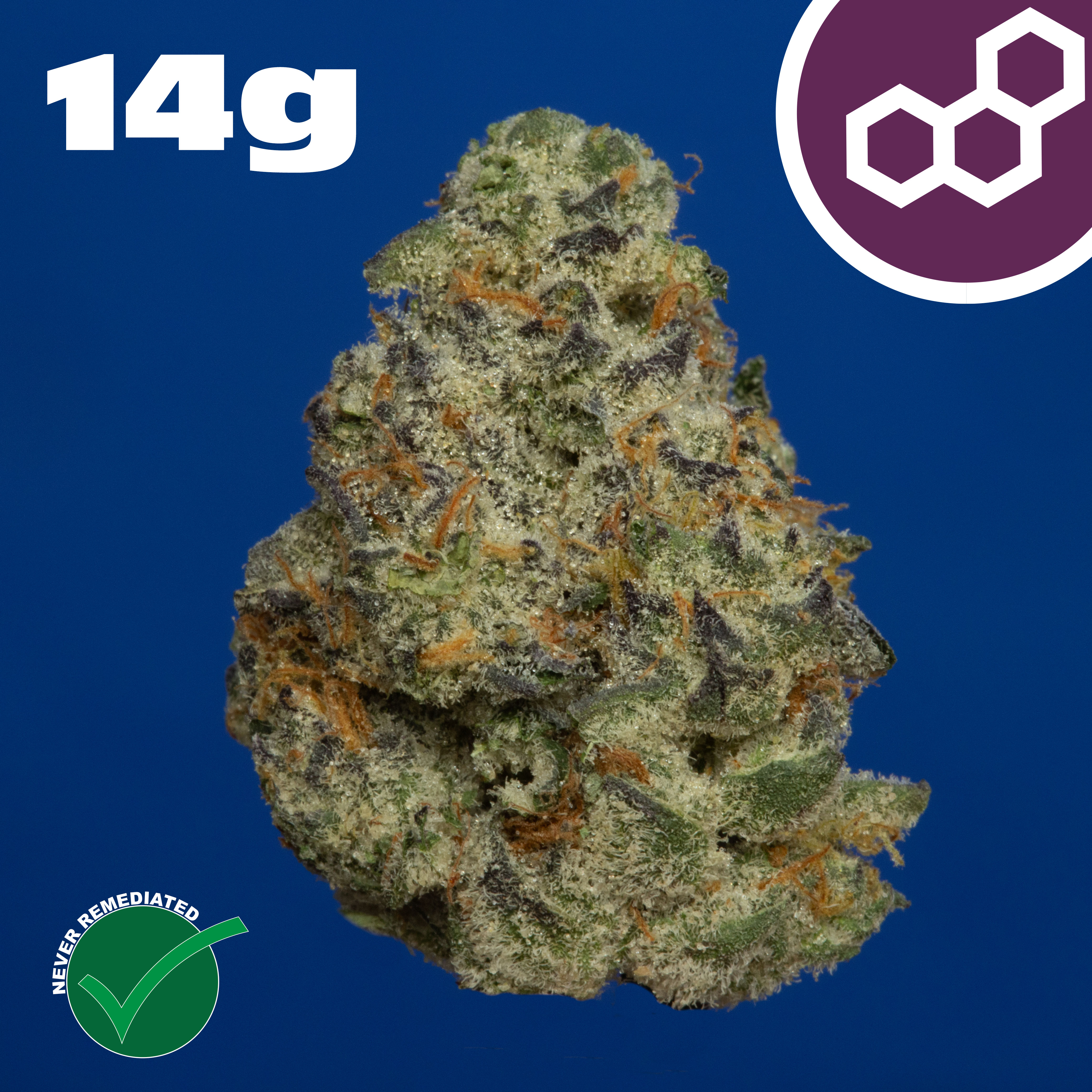 Theraplant - Plasma Gas (I) Flower  C0040002054