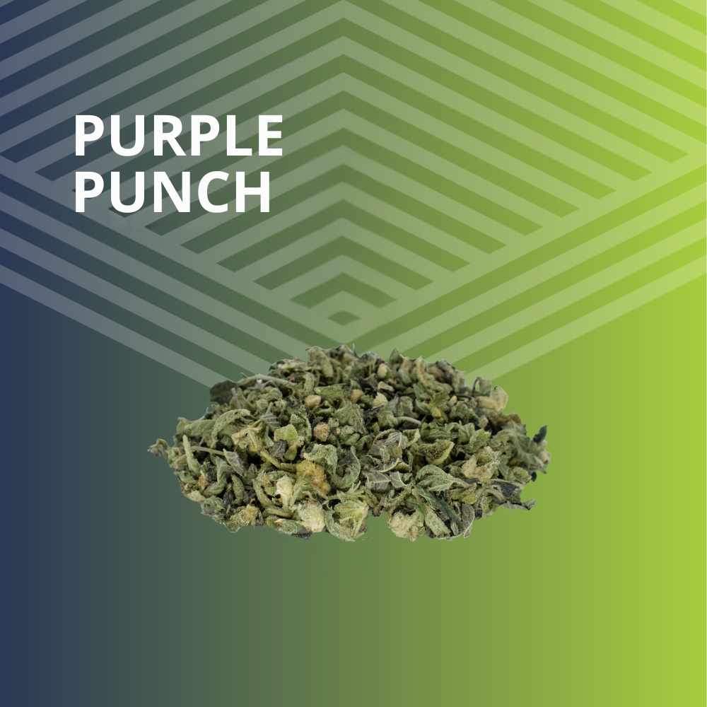 Shop Purple Punch Trim | Pure Dakota Health - Bismarck Dispensary