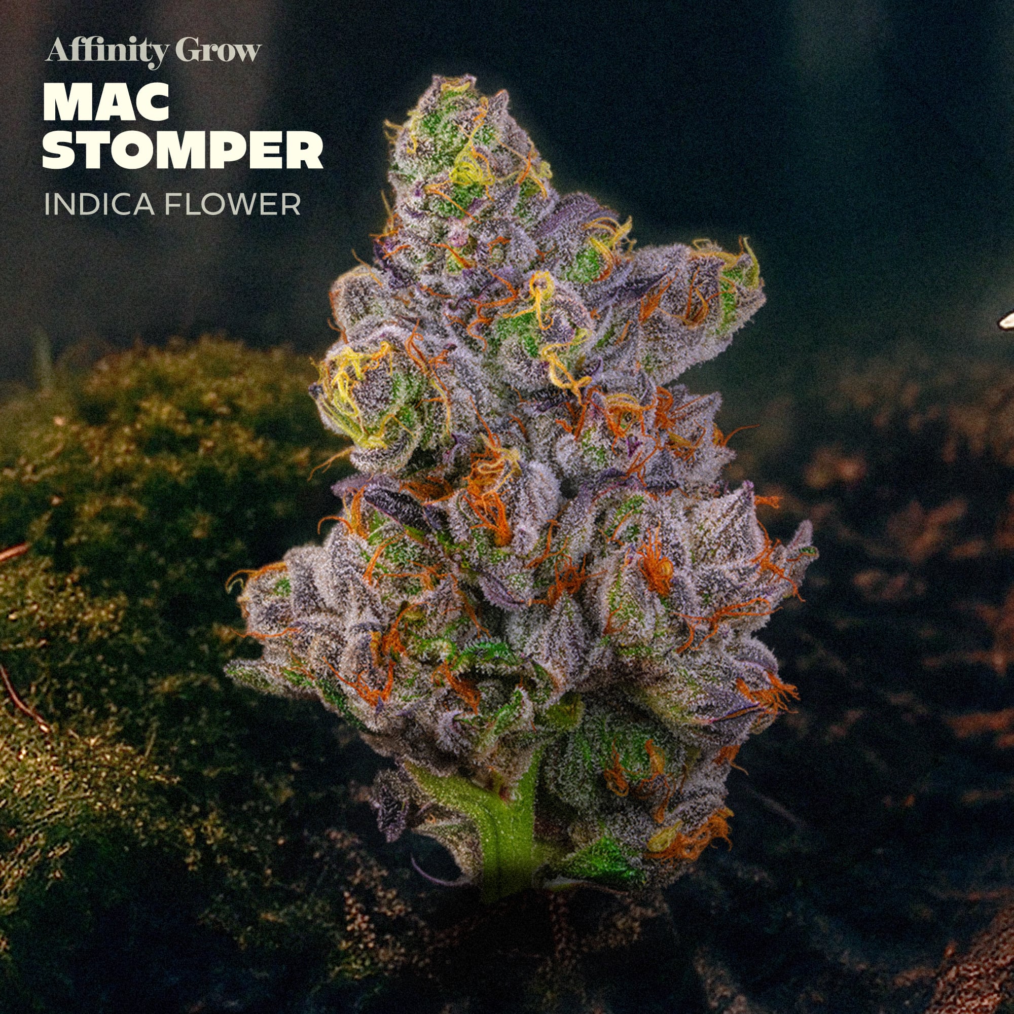 Grow Mac Stomper C0090001047