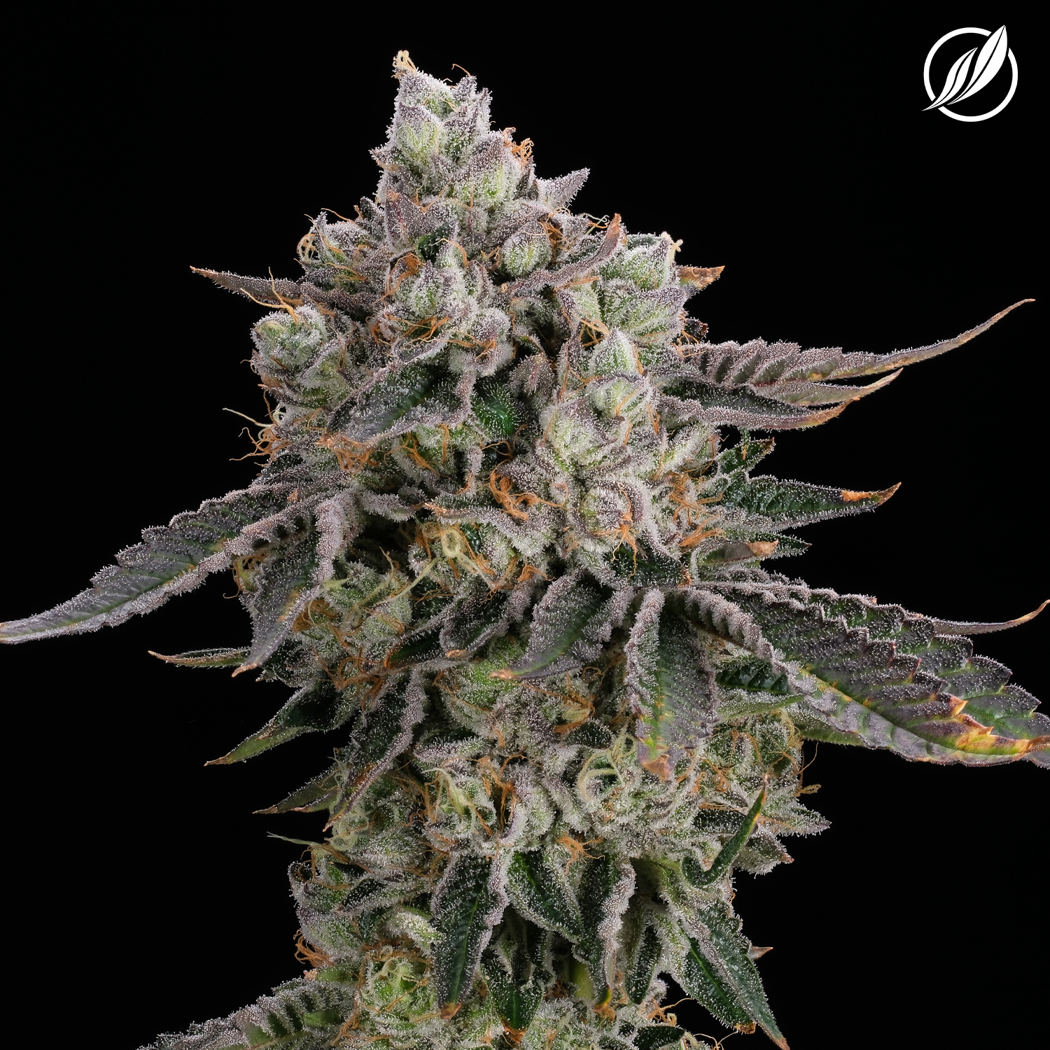 CTPharma Flower Dosilato (I) 26453