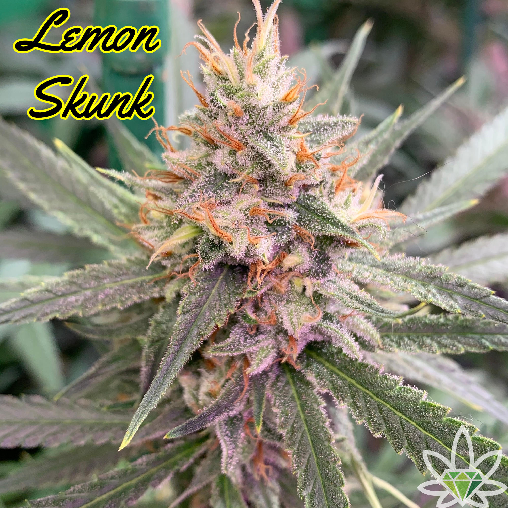 Lemon Skunk [.5g]