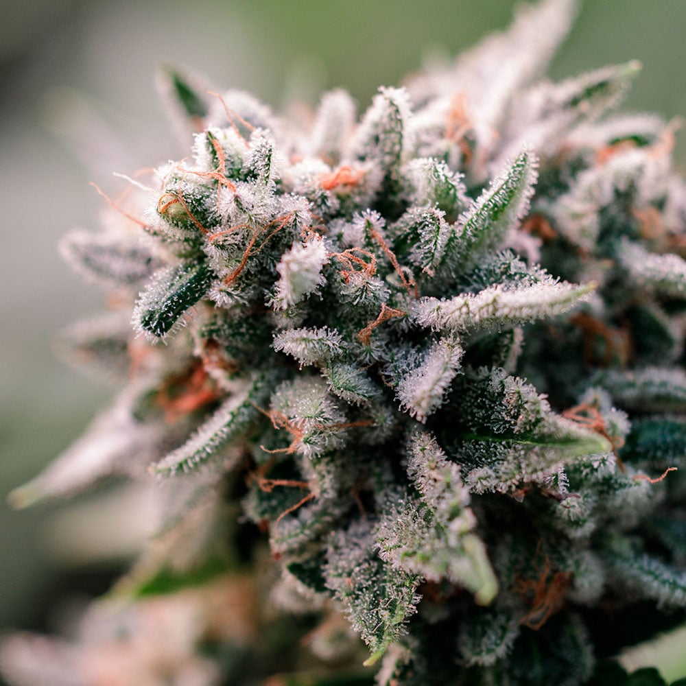 Shop Trickx | Verts Neighborhood Dispensary - Kansas City, MO (REC