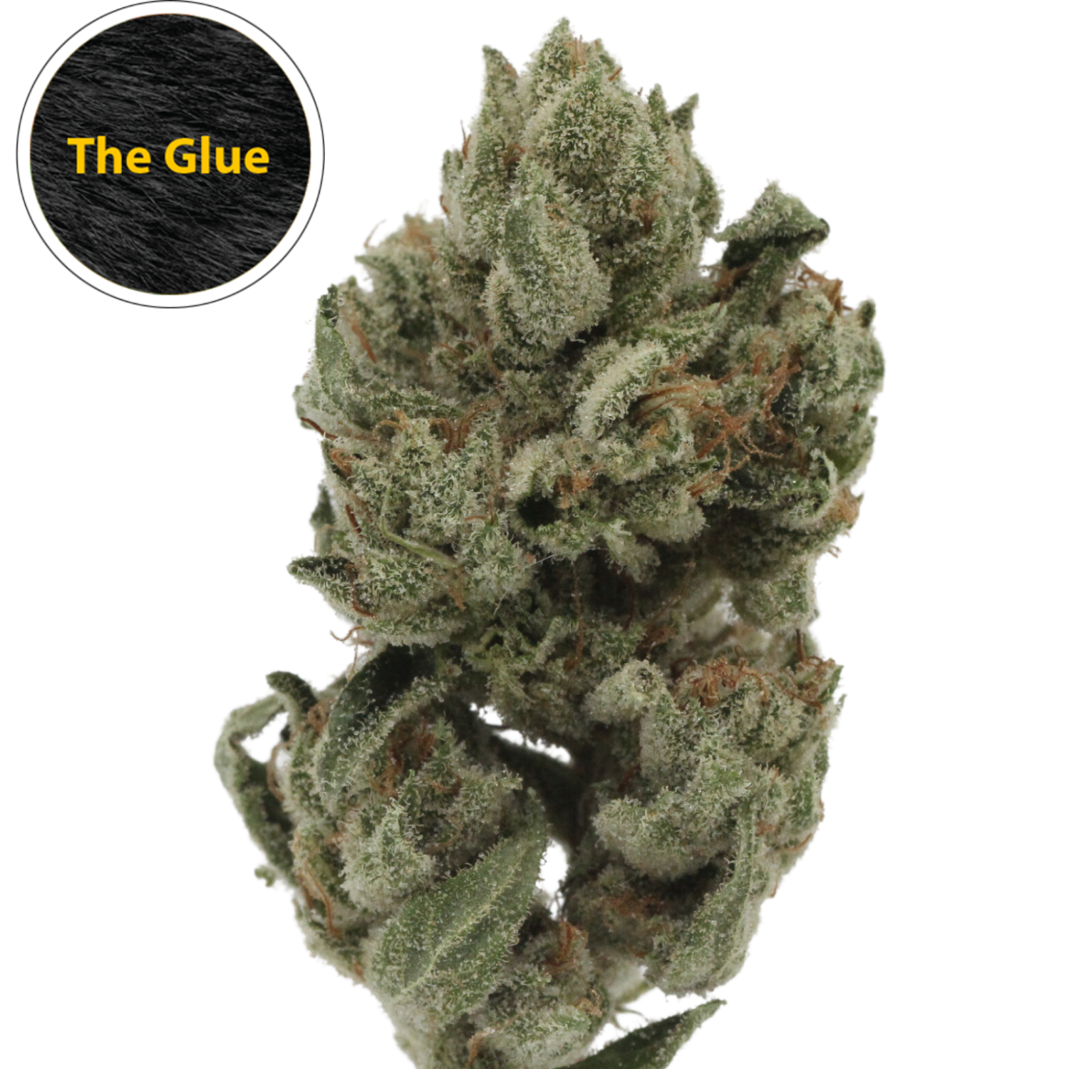The Glue