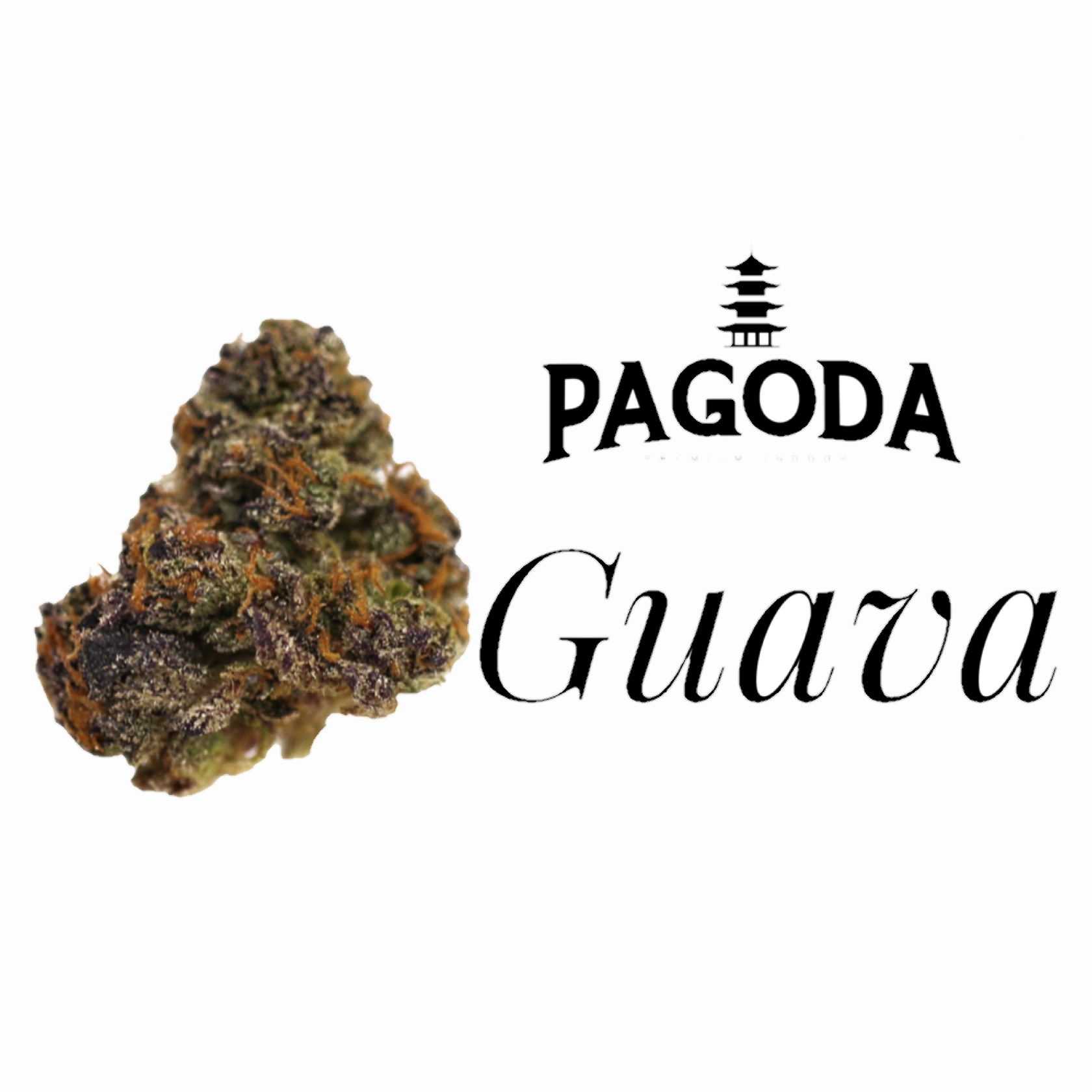 Guava