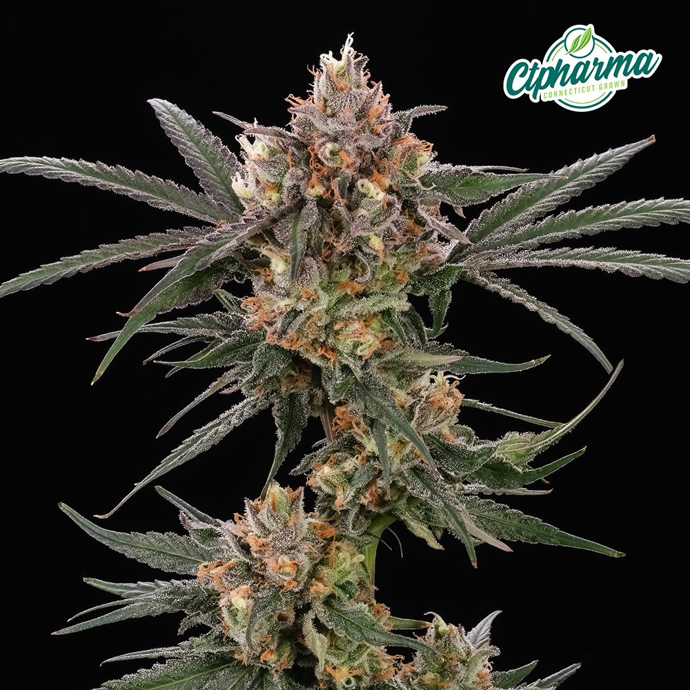 Flower 3.5g Purple Lemon Punch (S) 26513