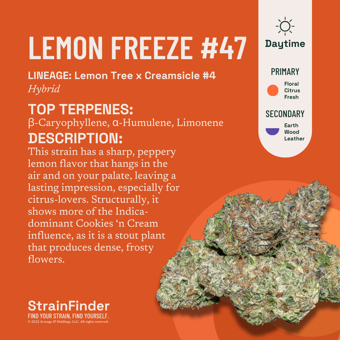 lenon様　S (エ、シェ) 、200g (デュ) Lemon Freeze #47 [14.15g] | Botanist | Whole Flower - Buy