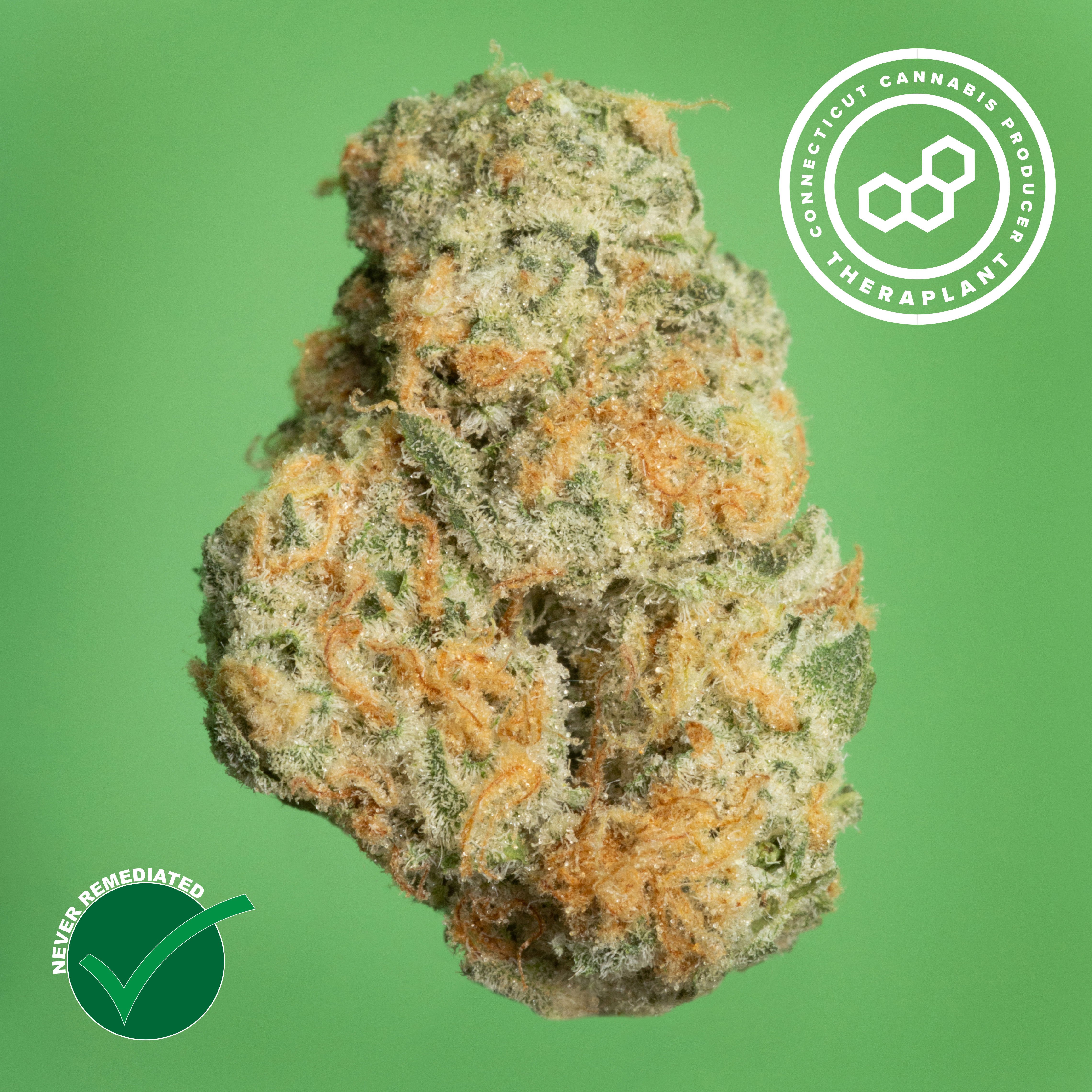 Theraplant - Black CH GMO (H) Flower  C0040001091