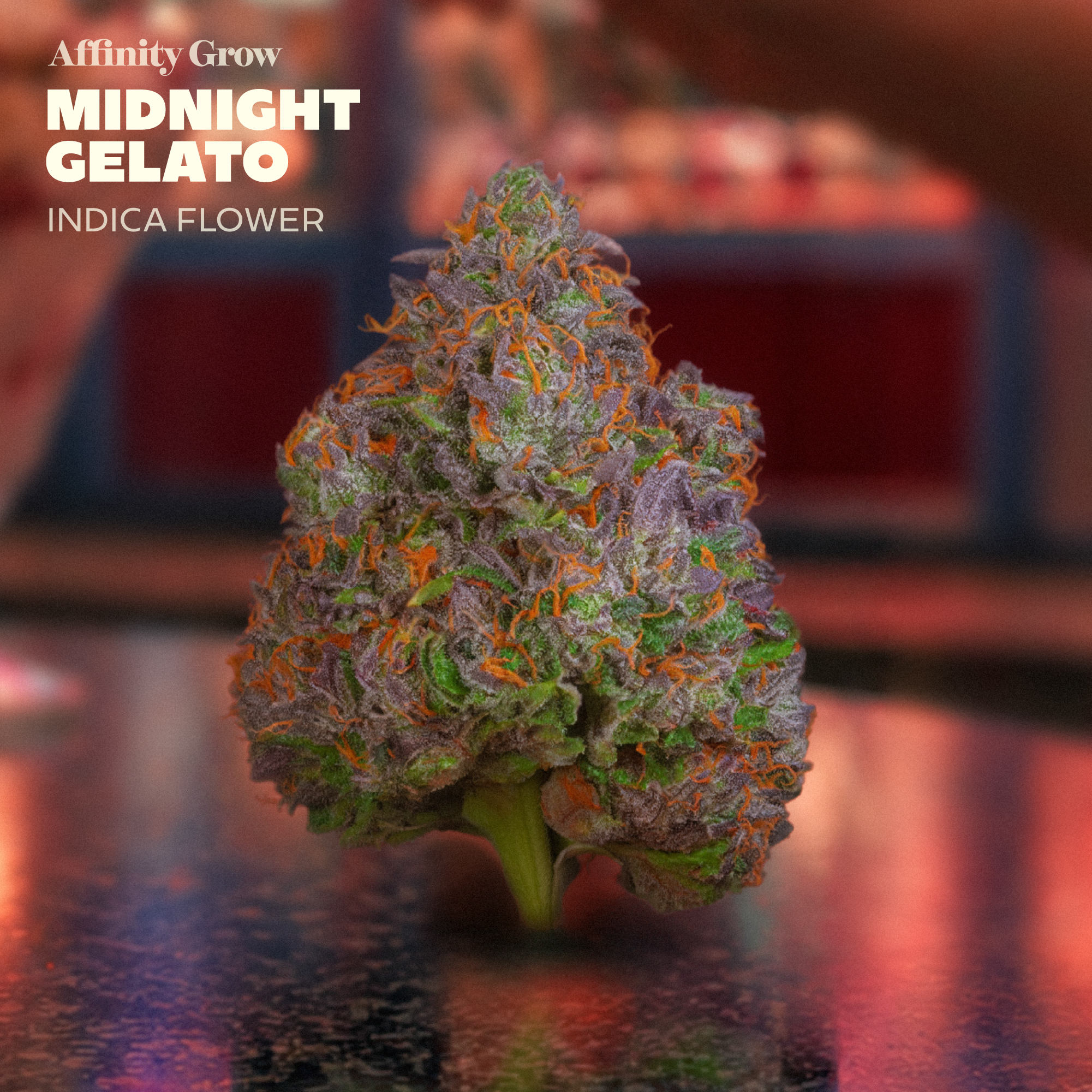 AFG Midnight Gelato