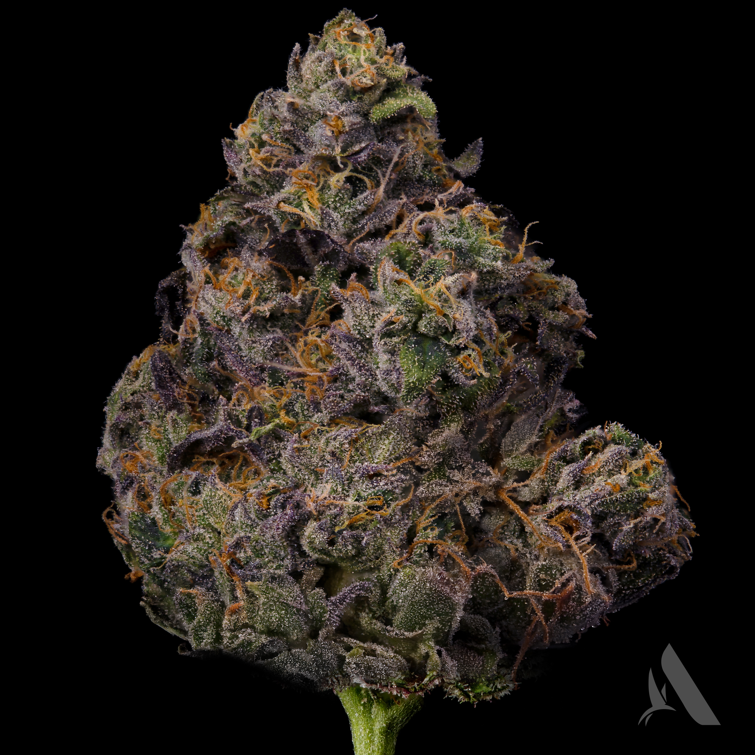 Chem Roll Flower T23.46% I 00831