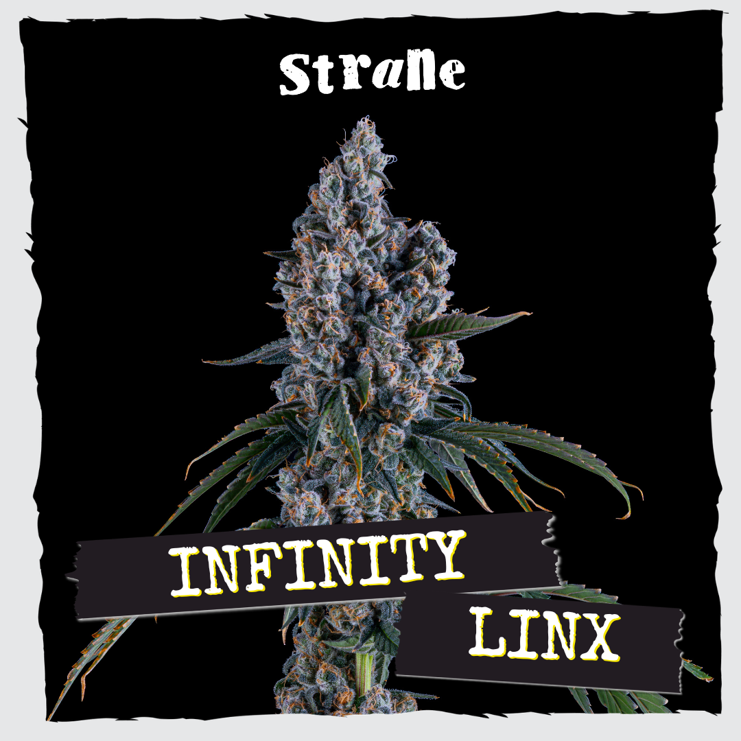 Shop Infinity Linx | Organic Remedies - Enola Dispensary Enola, PA