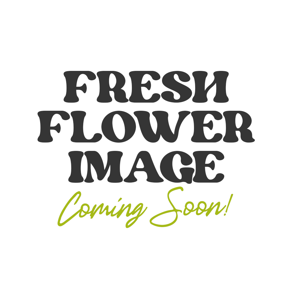 Warritos Terrapin Ground Flower Jane