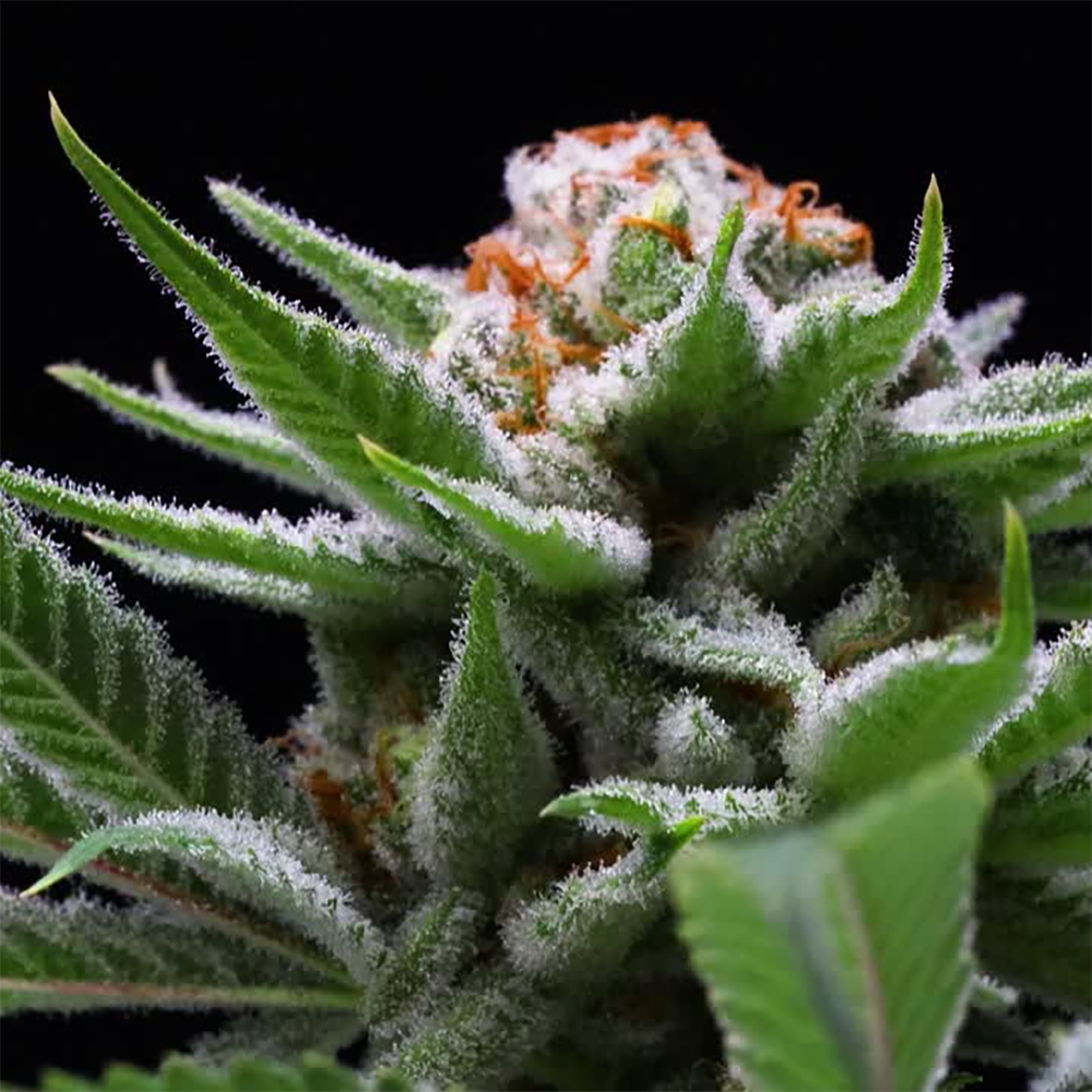 Grape Jack Grape Jack