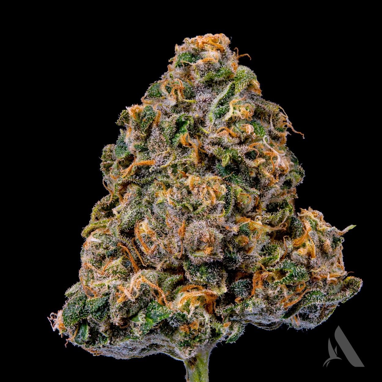 Affinity Grow - Speakeasy (S) Flower  C0090000742