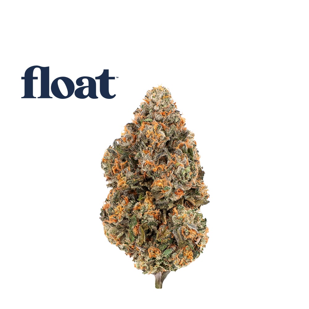 Gelato 41