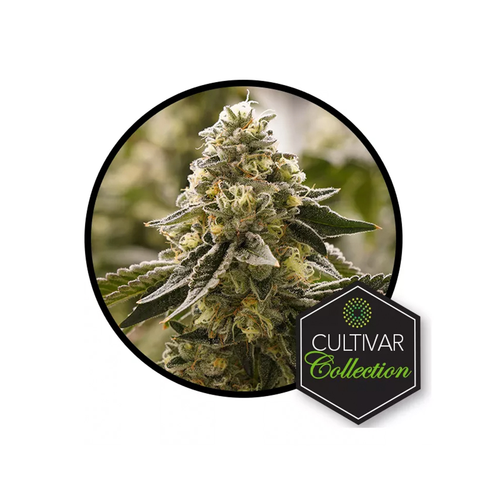 Banana OG Trulieve Jane