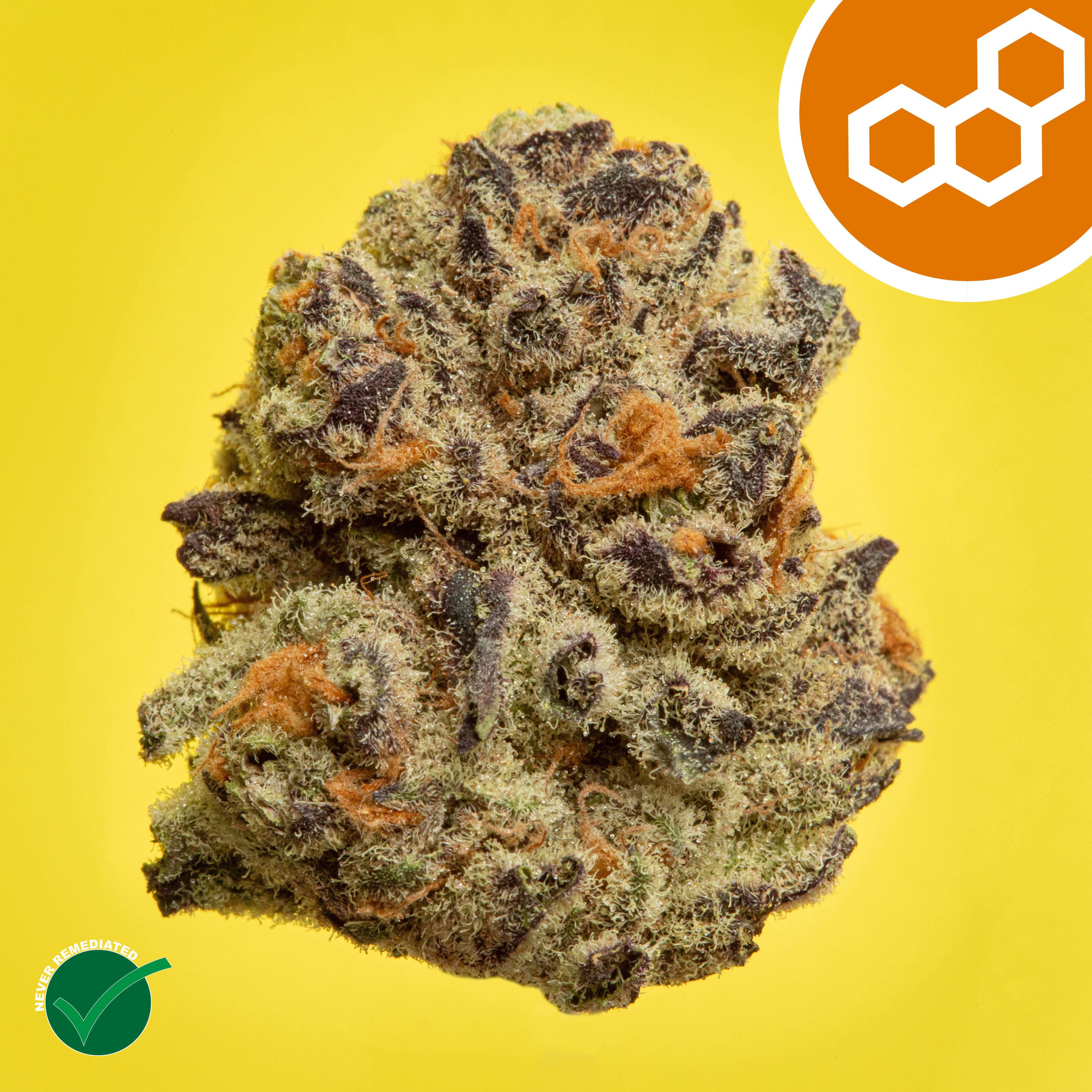 Theraplant - Panckes (S) Flower C0040001521 Theraplant - Panckes (S) Flower C0040001521