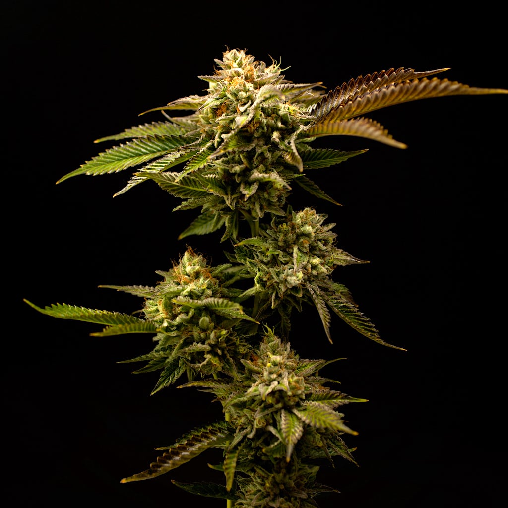 Lemoore Cannabis Dispensary | Buy Weed Online Now | NHC
