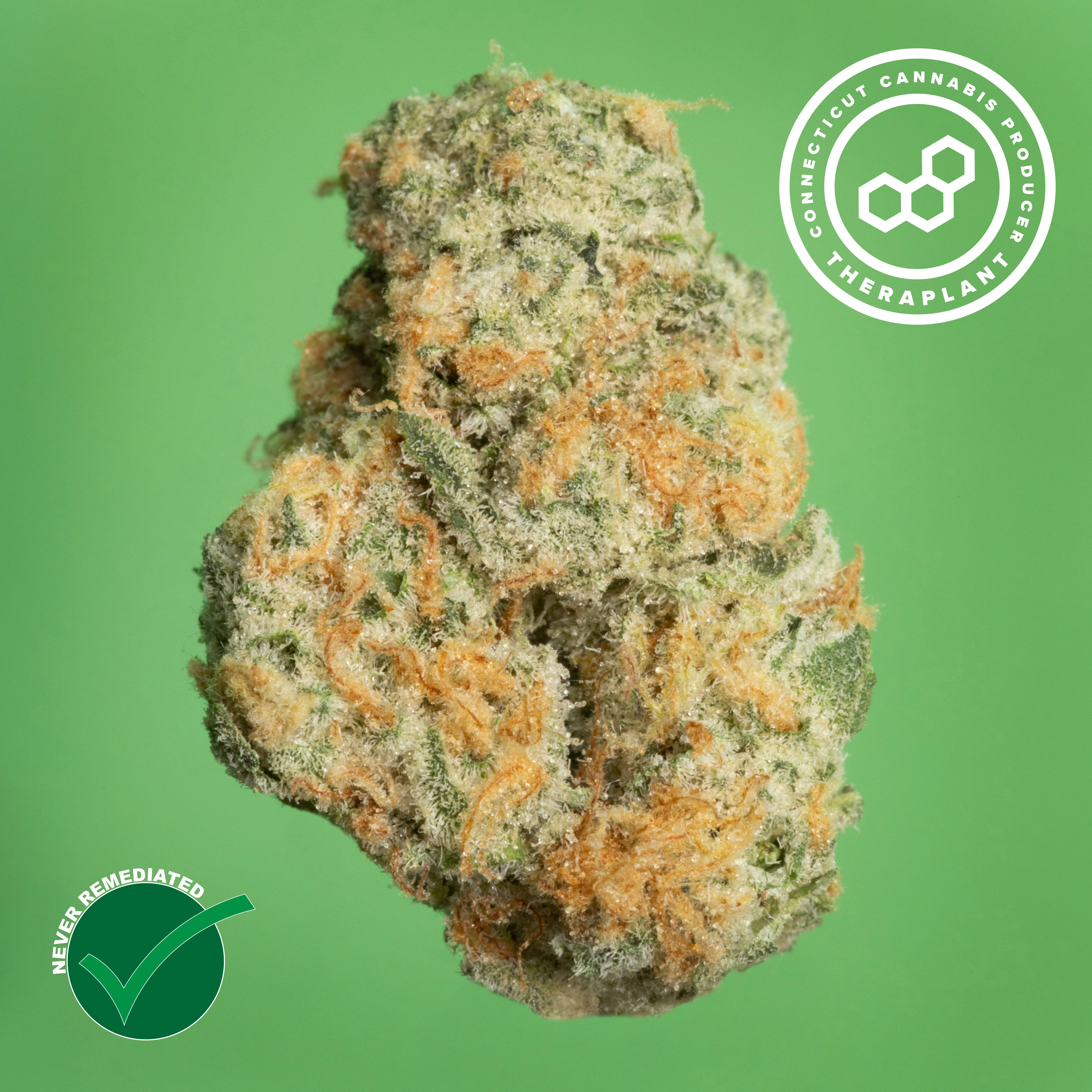 Theraplant - Black Cherry GMO (H) Flower C0040001650 Theraplant - Black Cherry GMO (H) Flower C0040001650