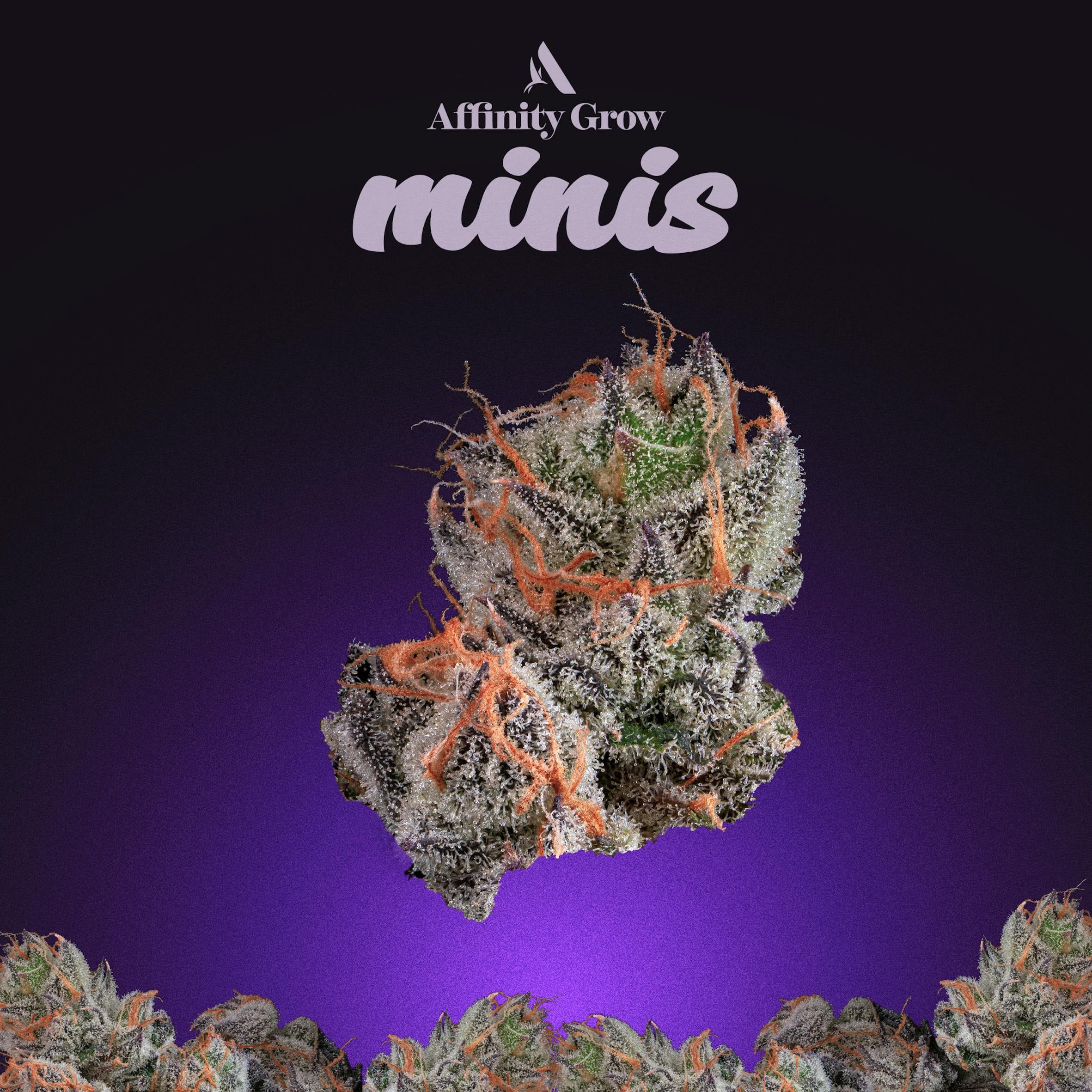 M.O.B. Flower Minis T22.88% I 00880 - 1/8oz in Danbury