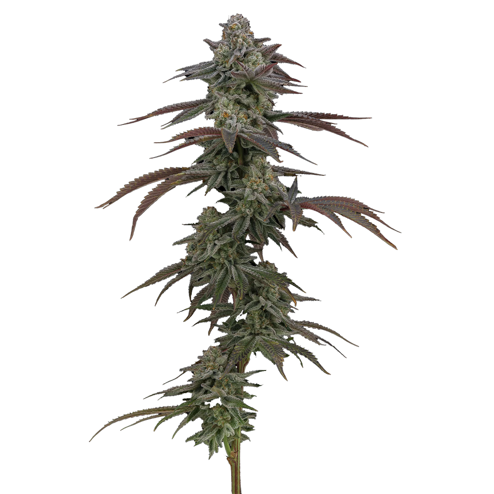 Minterstellar Cookies