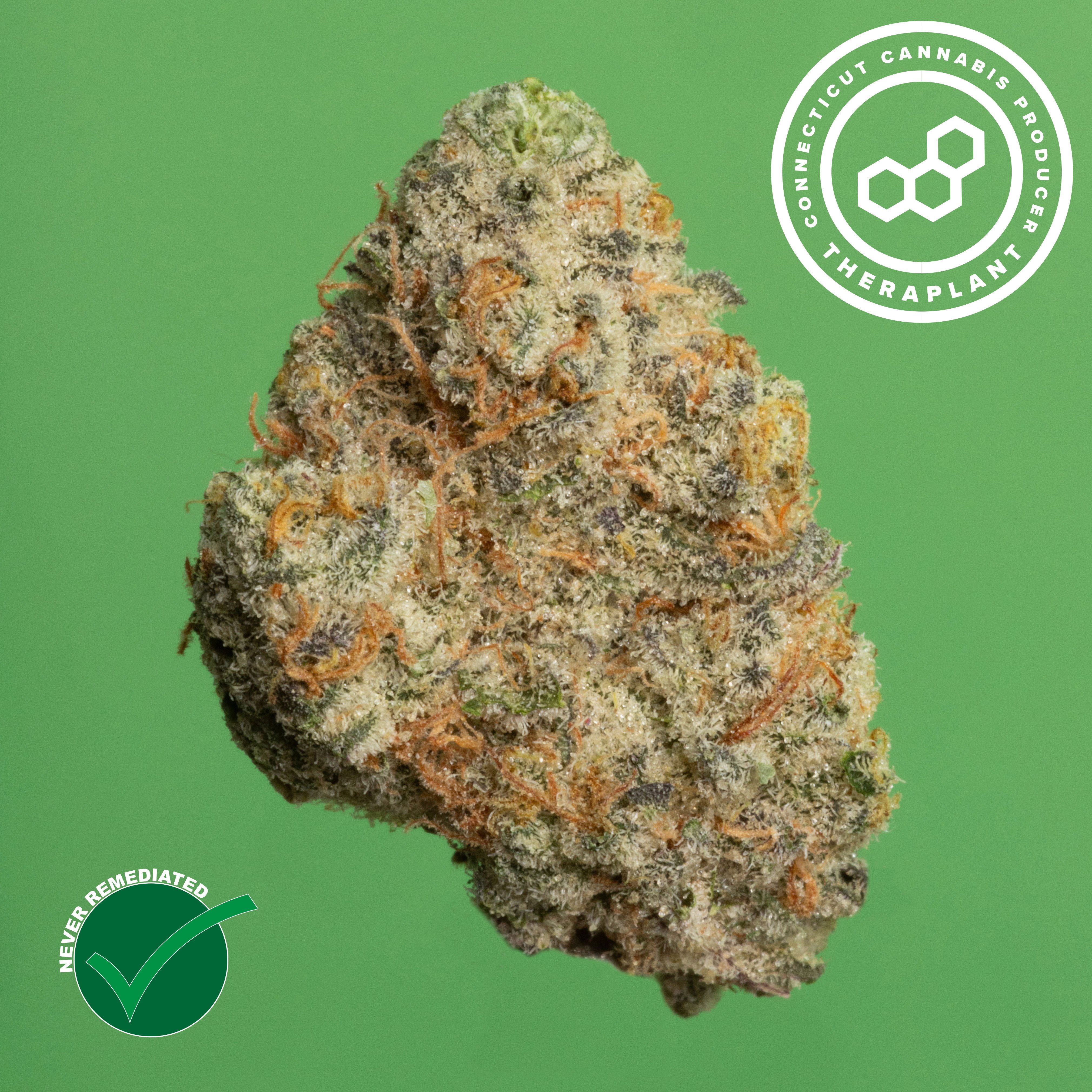 Theraplant - Gas Face (H) Flower  C0040001109