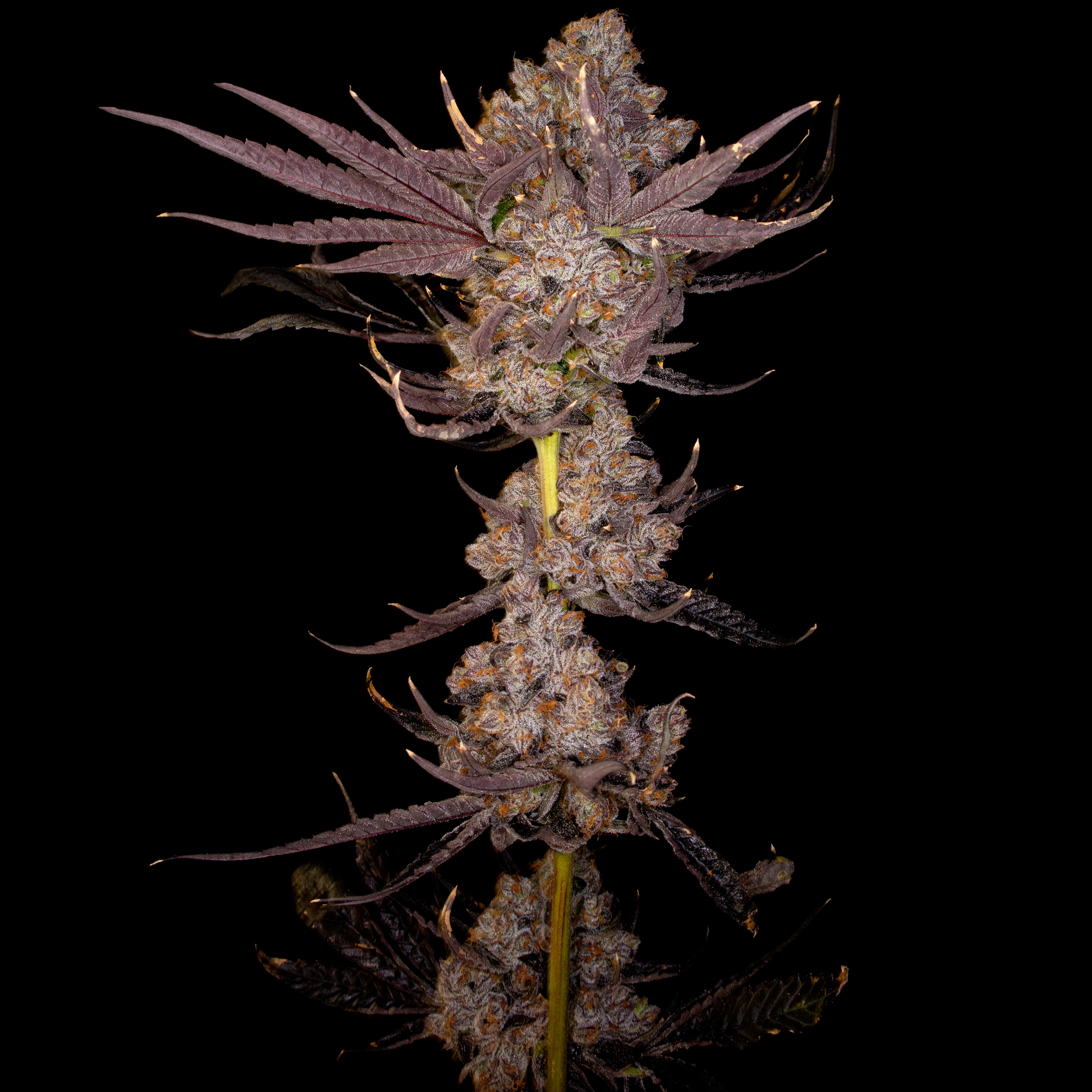 Shop Zuddz | GraniteLeaf Cannabis - Chichester Dispensary