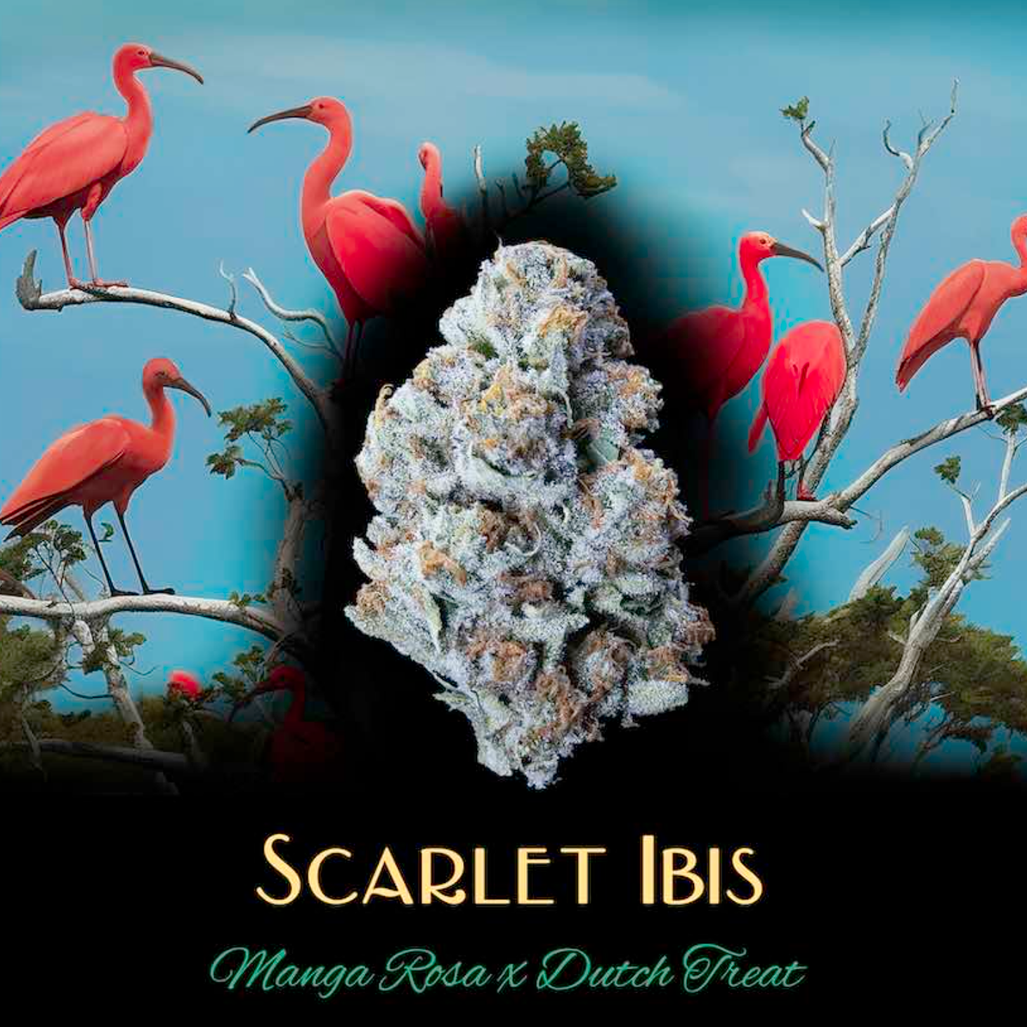 Scarlet Ibis