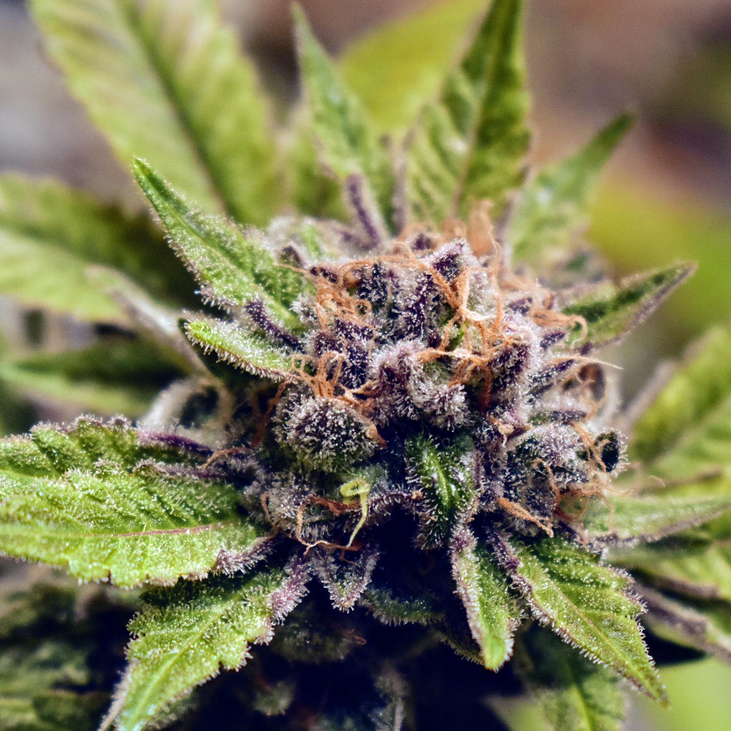 Yukon Kush flowering cannabis, as labeled by the cited image source