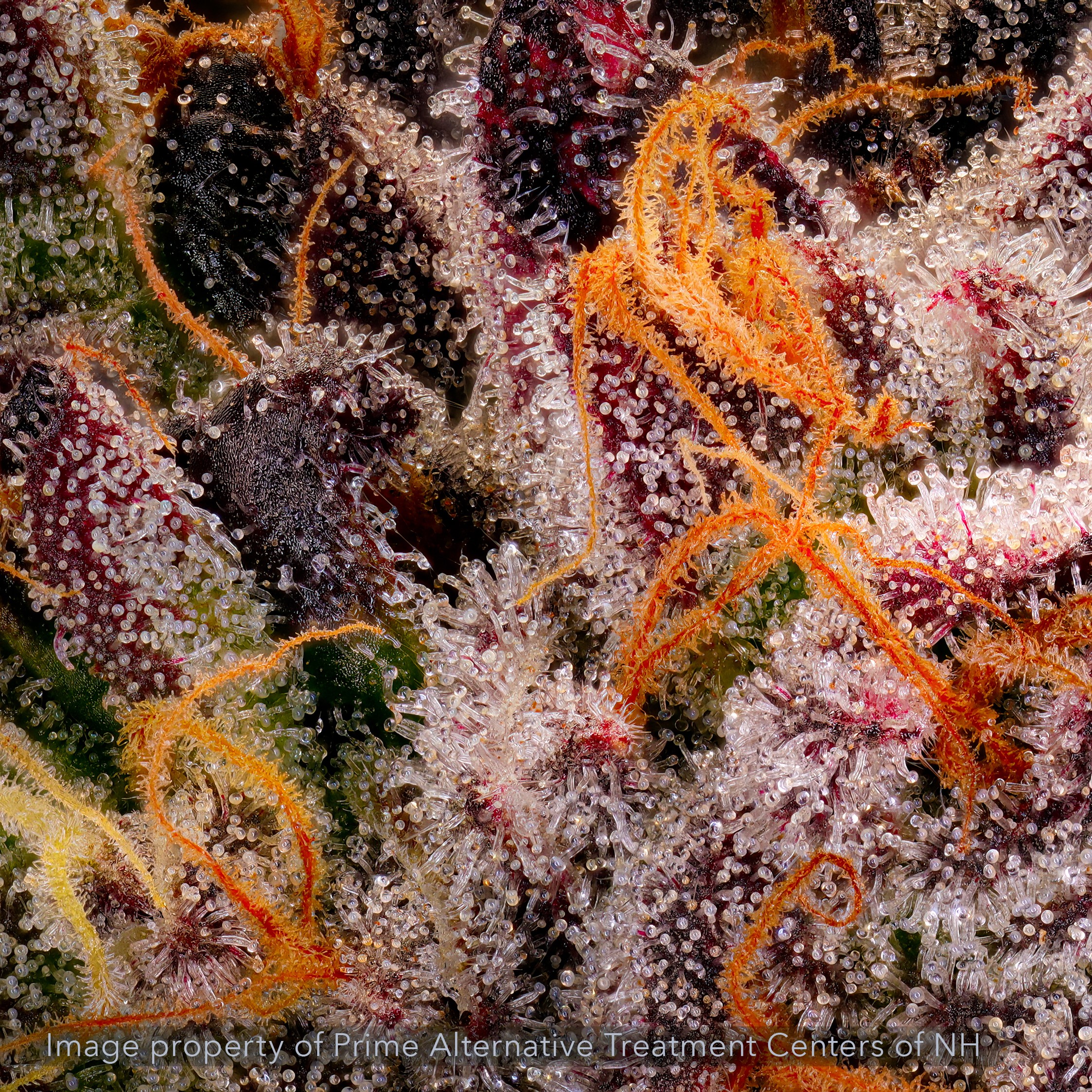 Shop Zuddz | GraniteLeaf Cannabis - Chichester Dispensary