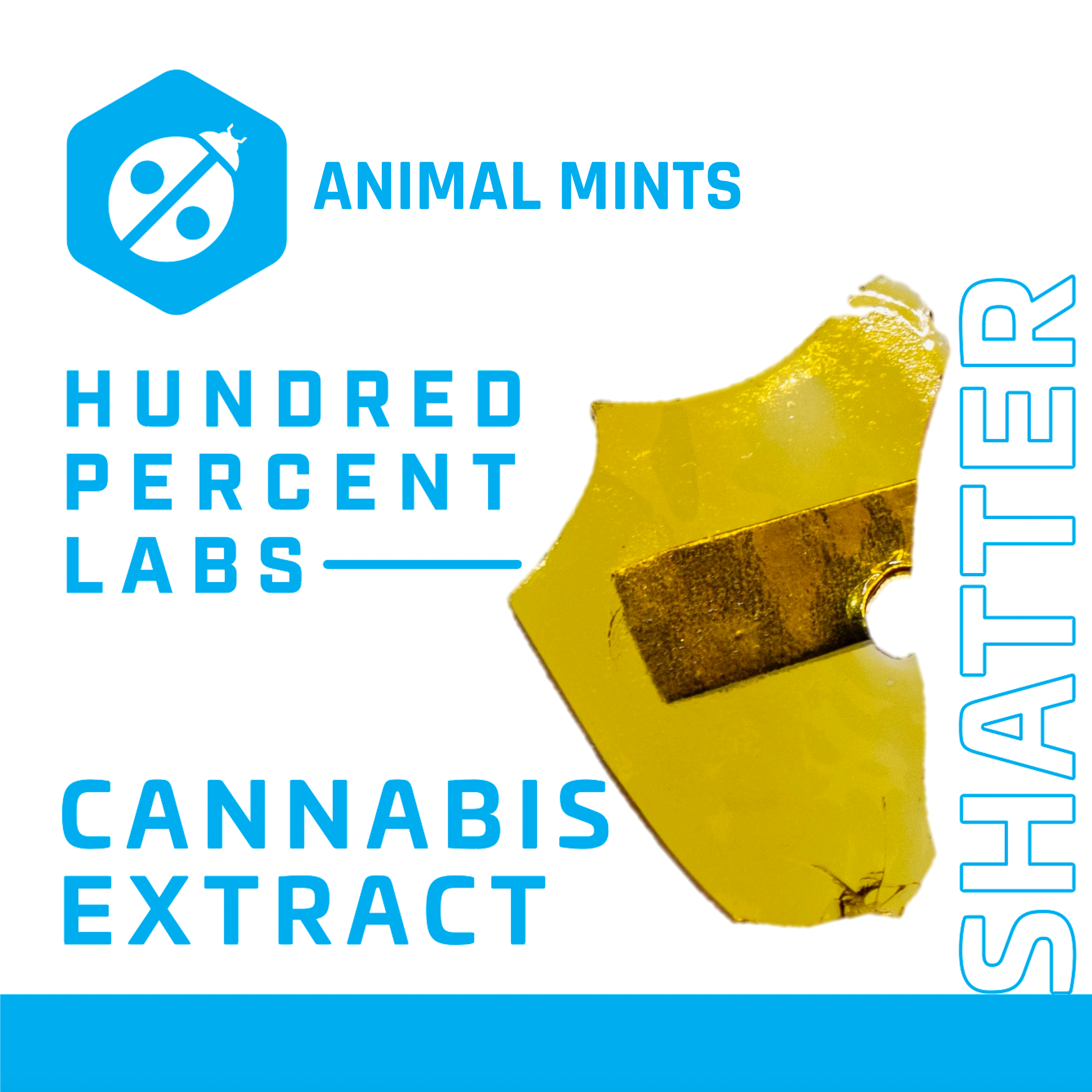 Animal Mints - 1g Shatter - Indica | Hundred Percent Labs | Bloom