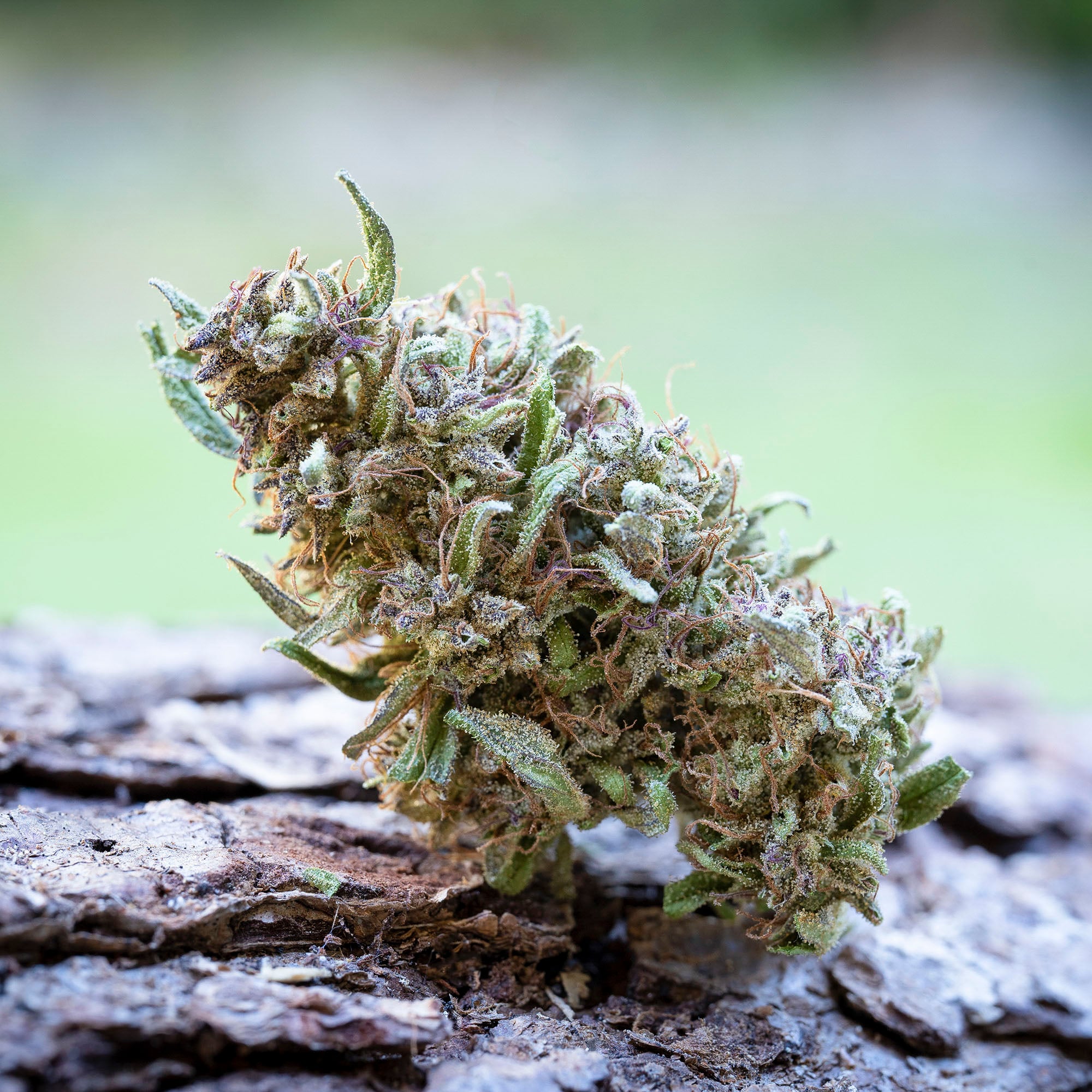 Pink Boost Goddess THCV [7.5g]