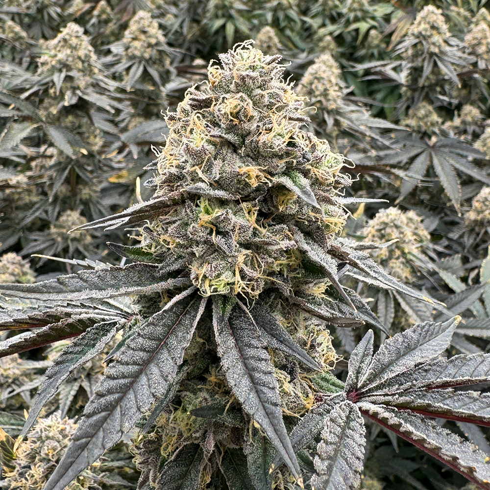 Shop Blue Zashimi | The Dispensary - East Dubuque (REC) Dispensary