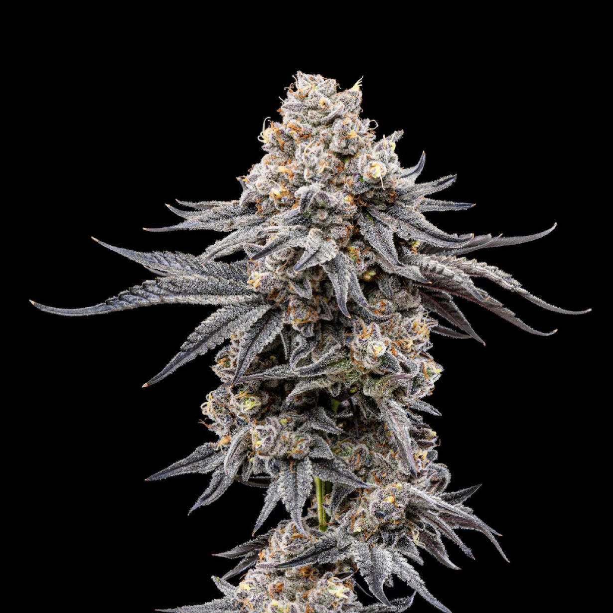 Shop KryptoChronic | Dockside Cannabis - SODO Dispensary Seattle, WA