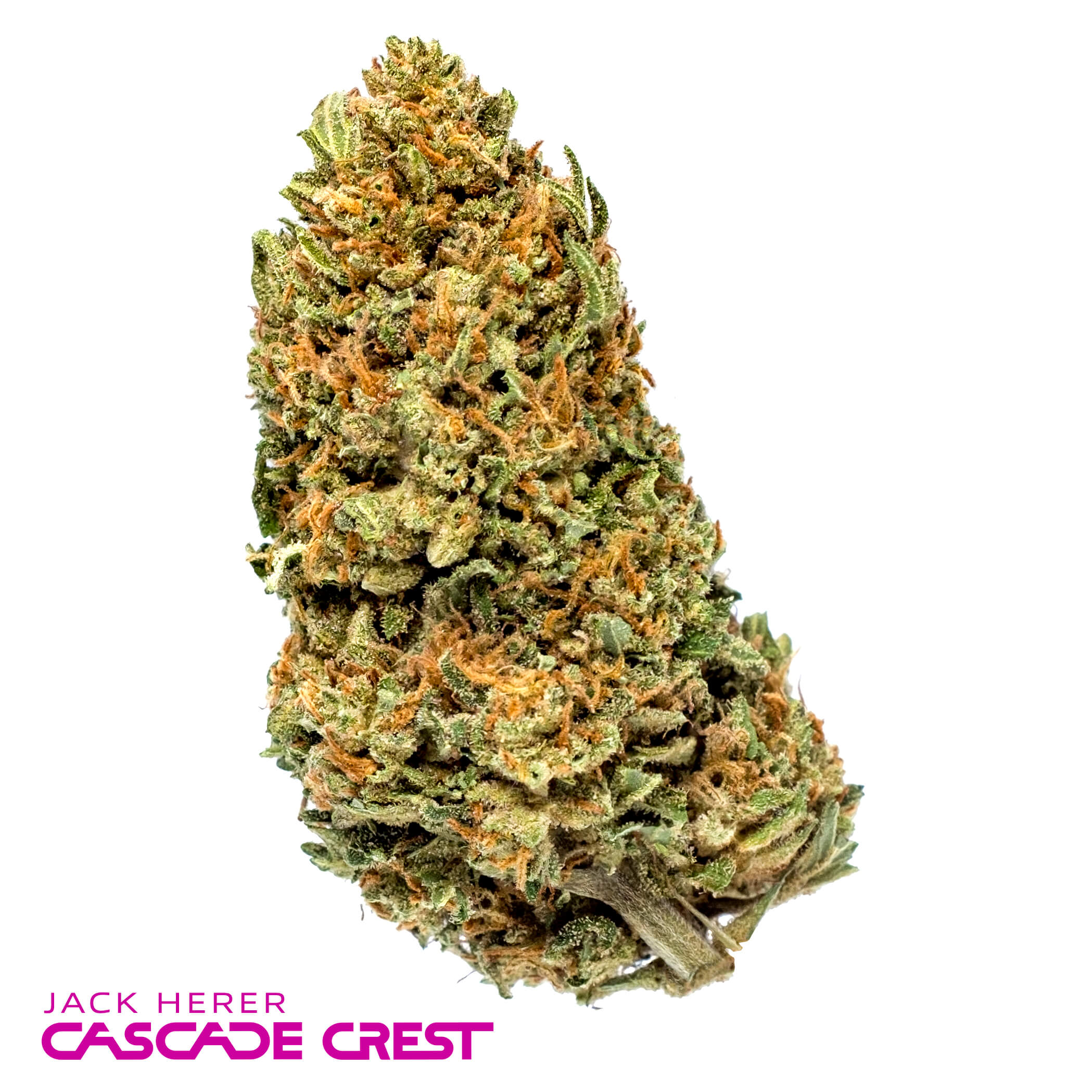 Jack Herer