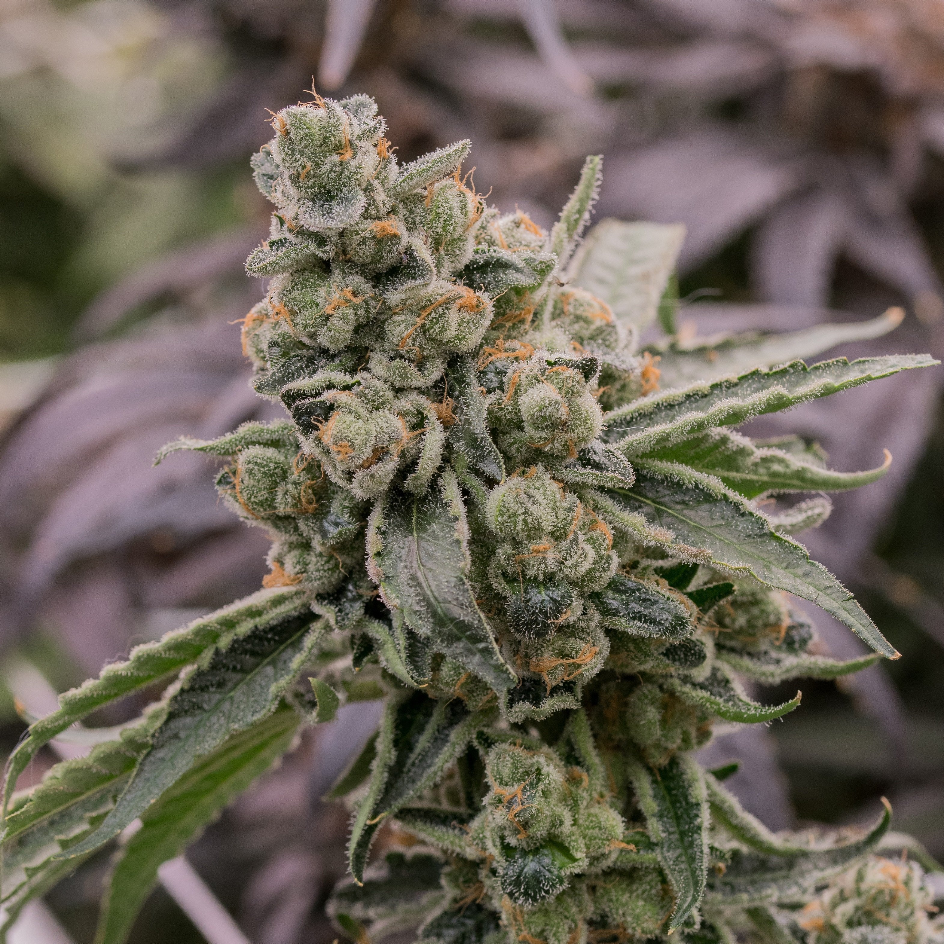 Shop U762 | The Dispensary - Fulton (REC) Fulton, IL