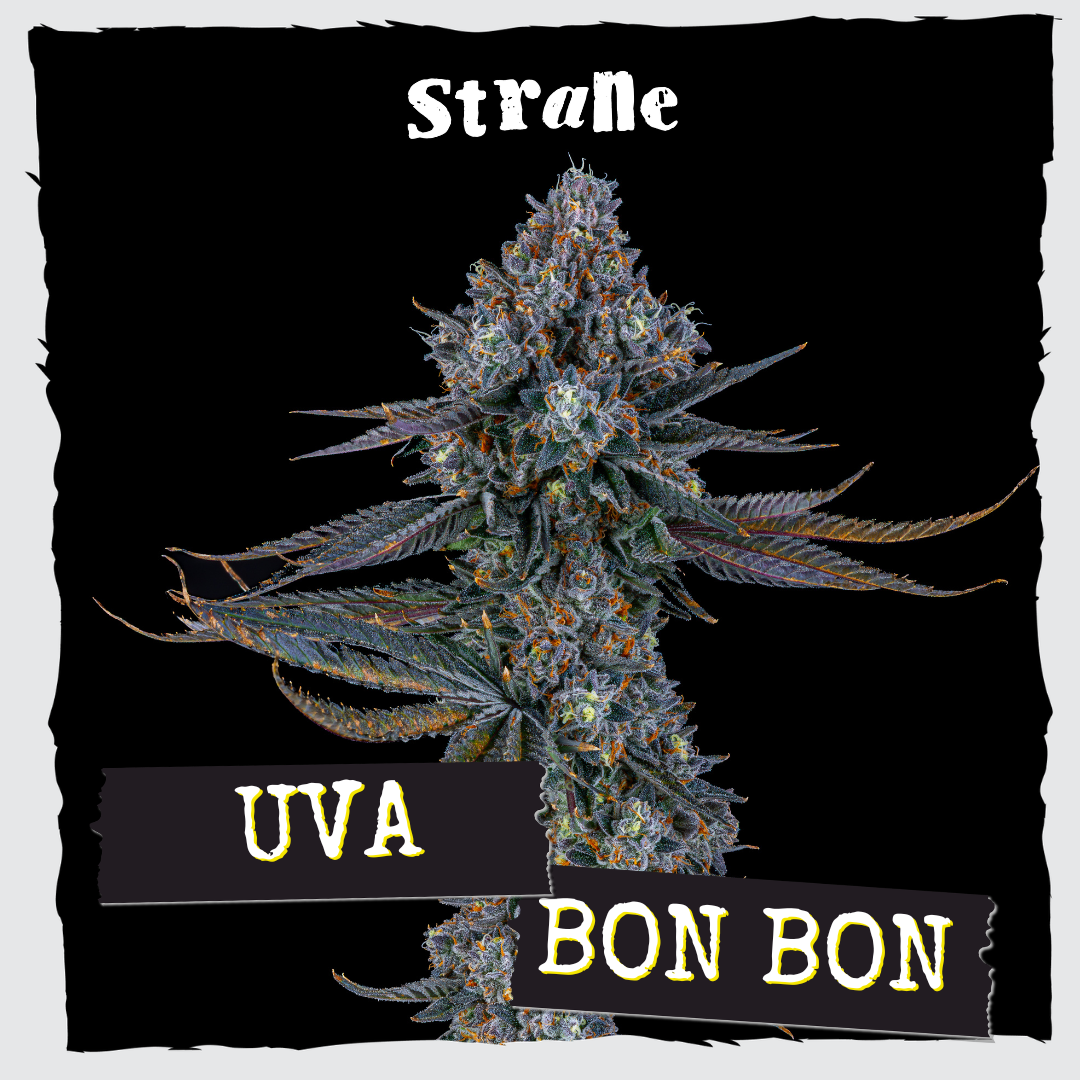 Uva Bon Bon