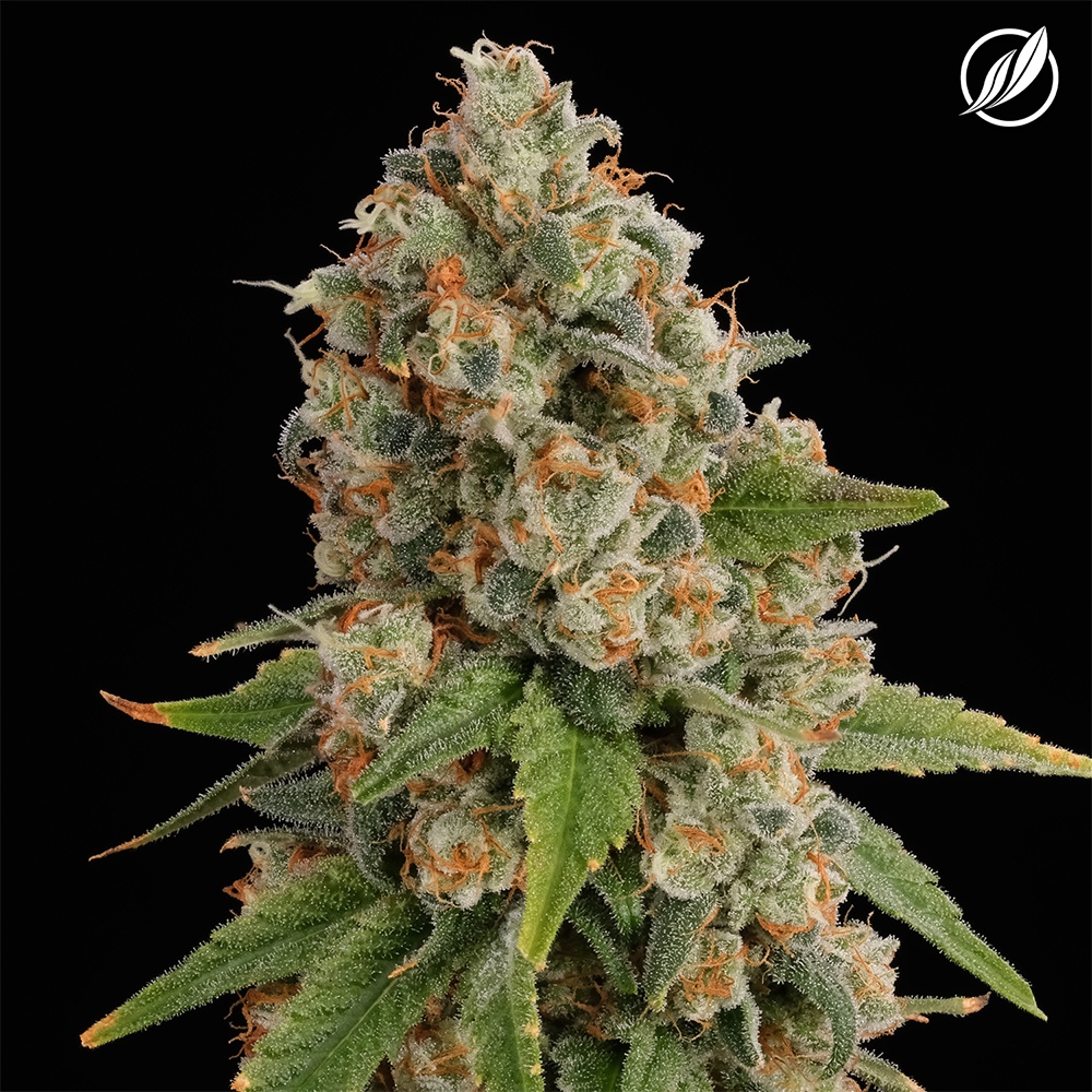 GMO Skunk Flower | T21.9 | Terps 1.83 | I | 26162 | 3.5g