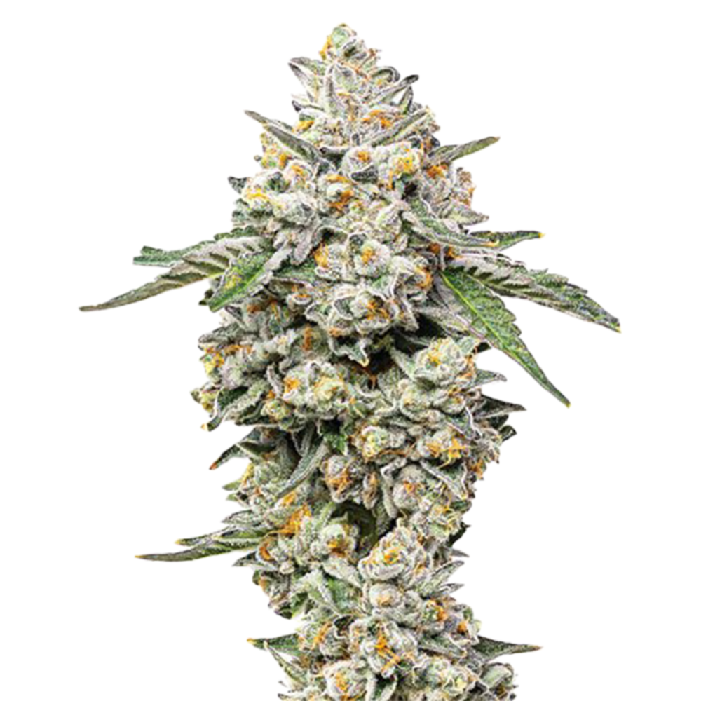 Pie (Small Bud) Vireo Small Bud Jane