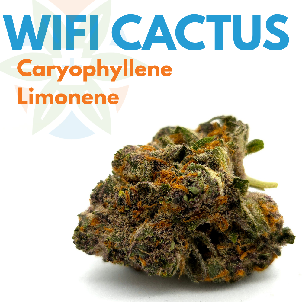 Wifi Cactus