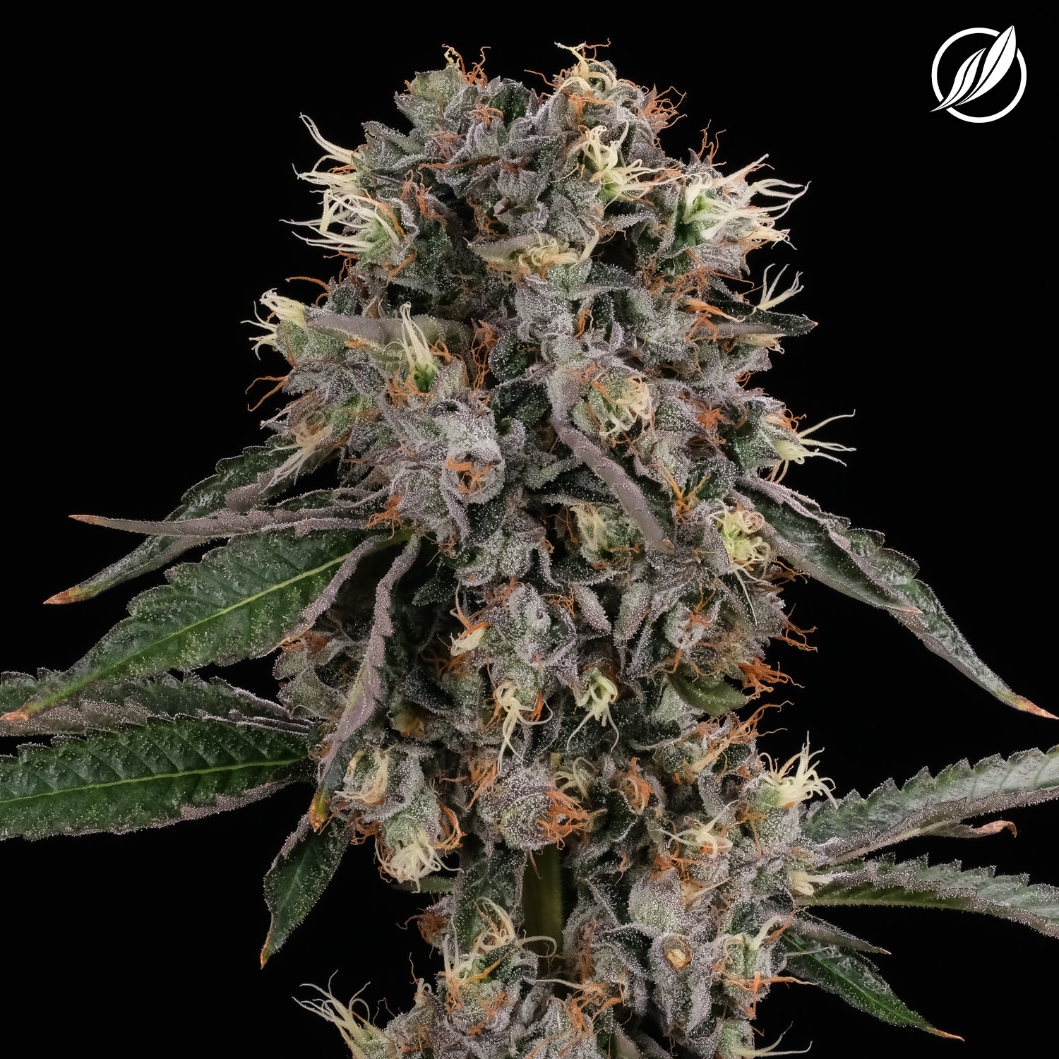 CTPharma - Sunny Stomper (H) Flower  C0020026273