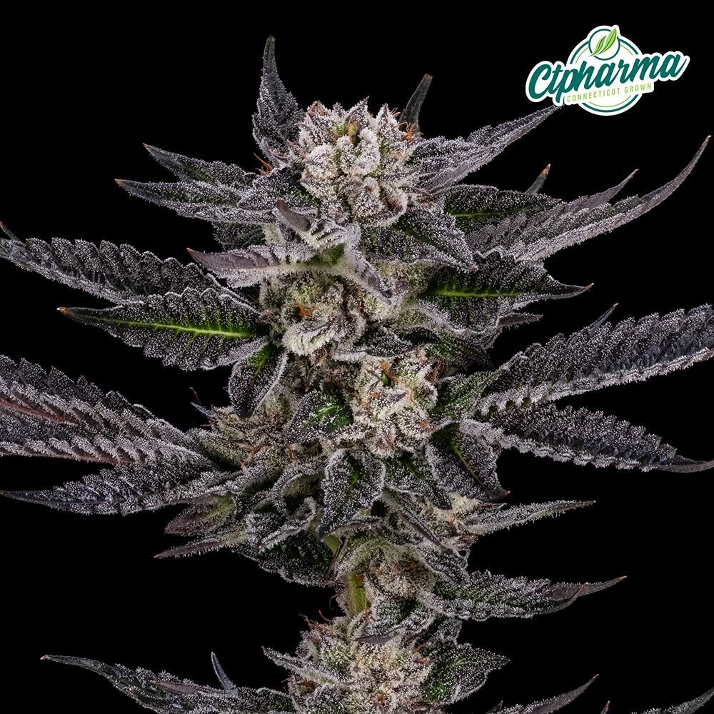 CTPharma Flower Jokerz (I) 26746