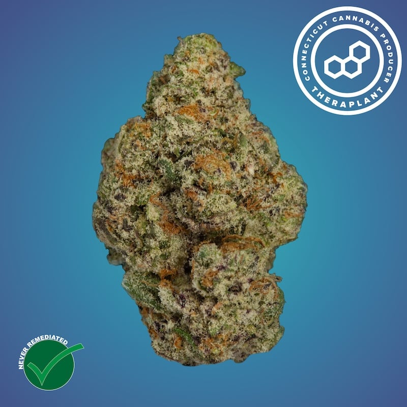 Theraplant - Purple Push P (I) Flower  C0040001276
