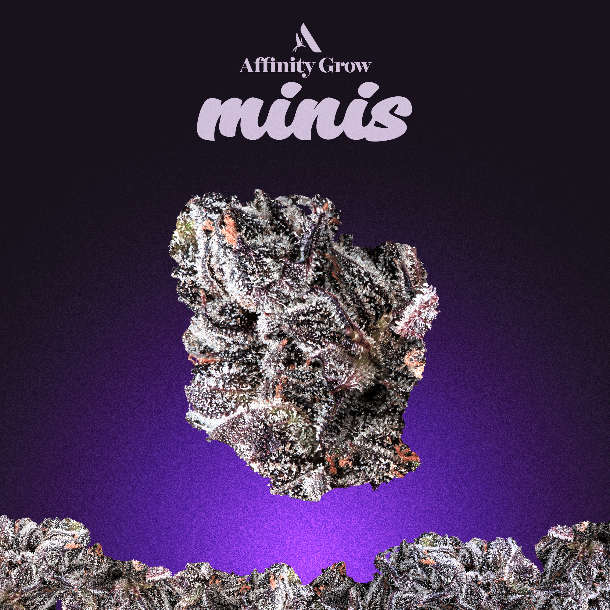 Grinz Flower Minis 00757 | T20.74 I 3.5g*