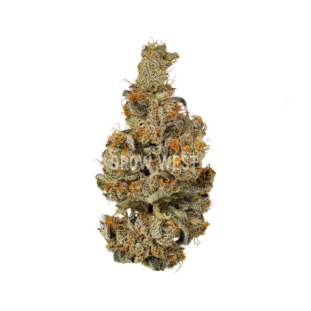 Intergalactic - hybrid flower by Grow West